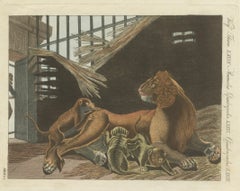 Original Antique Print of a Lioness and Her Cubs by Bertuch, 1810