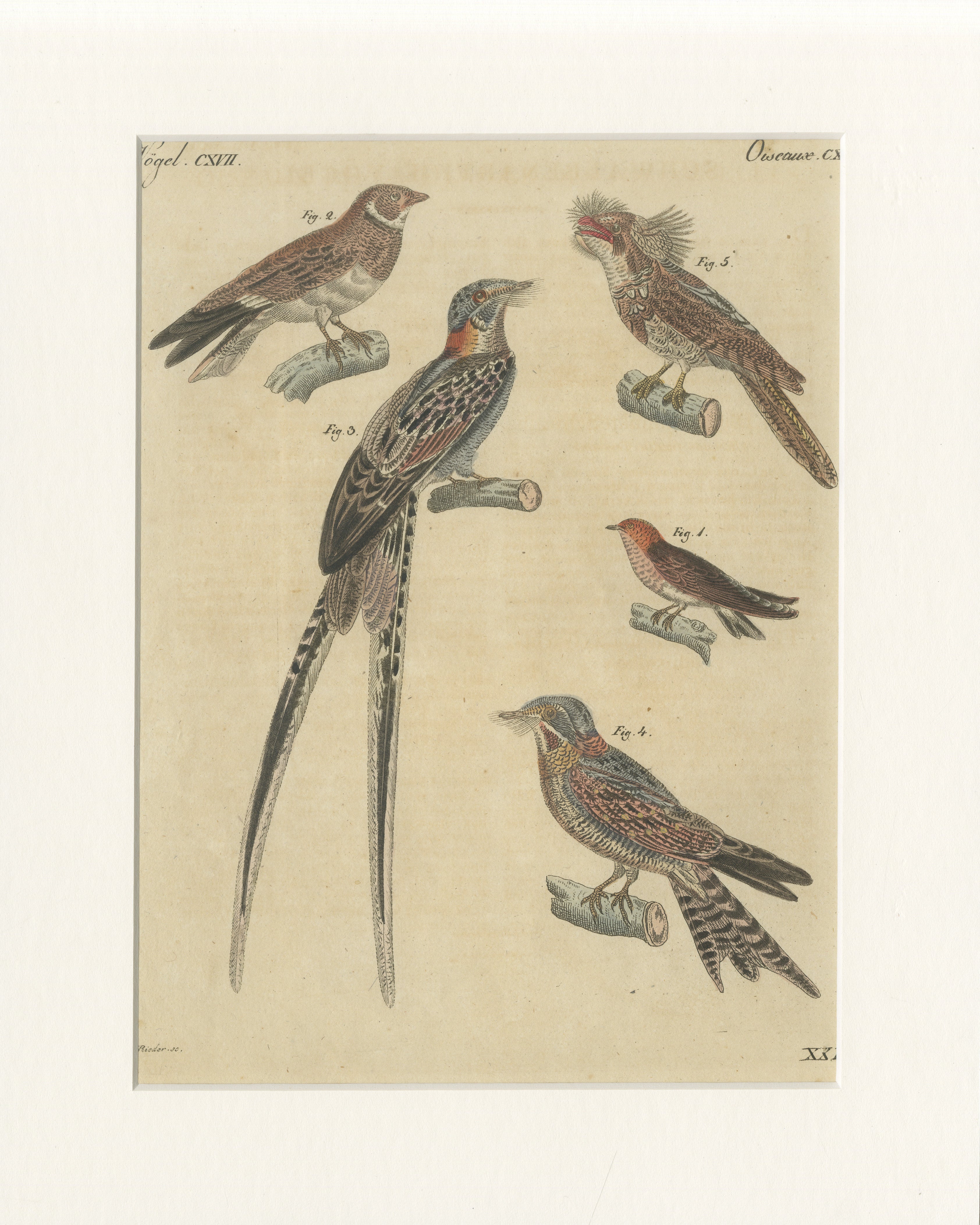 Antiker, handkolorierter Vogelstich – Schwalben und Nachtschwalben – Bertuch, um 1800 im Angebot
