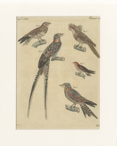 Antique Hand-Colored Bird Engraving – Swallow & Nightjars – Bertuch, c.1800