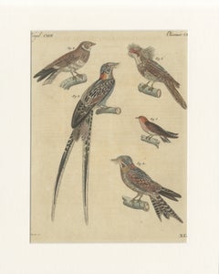 Incisione antica di uccelli colorata a mano – Rondini e succiacapre – Bertuch, 1800 circa