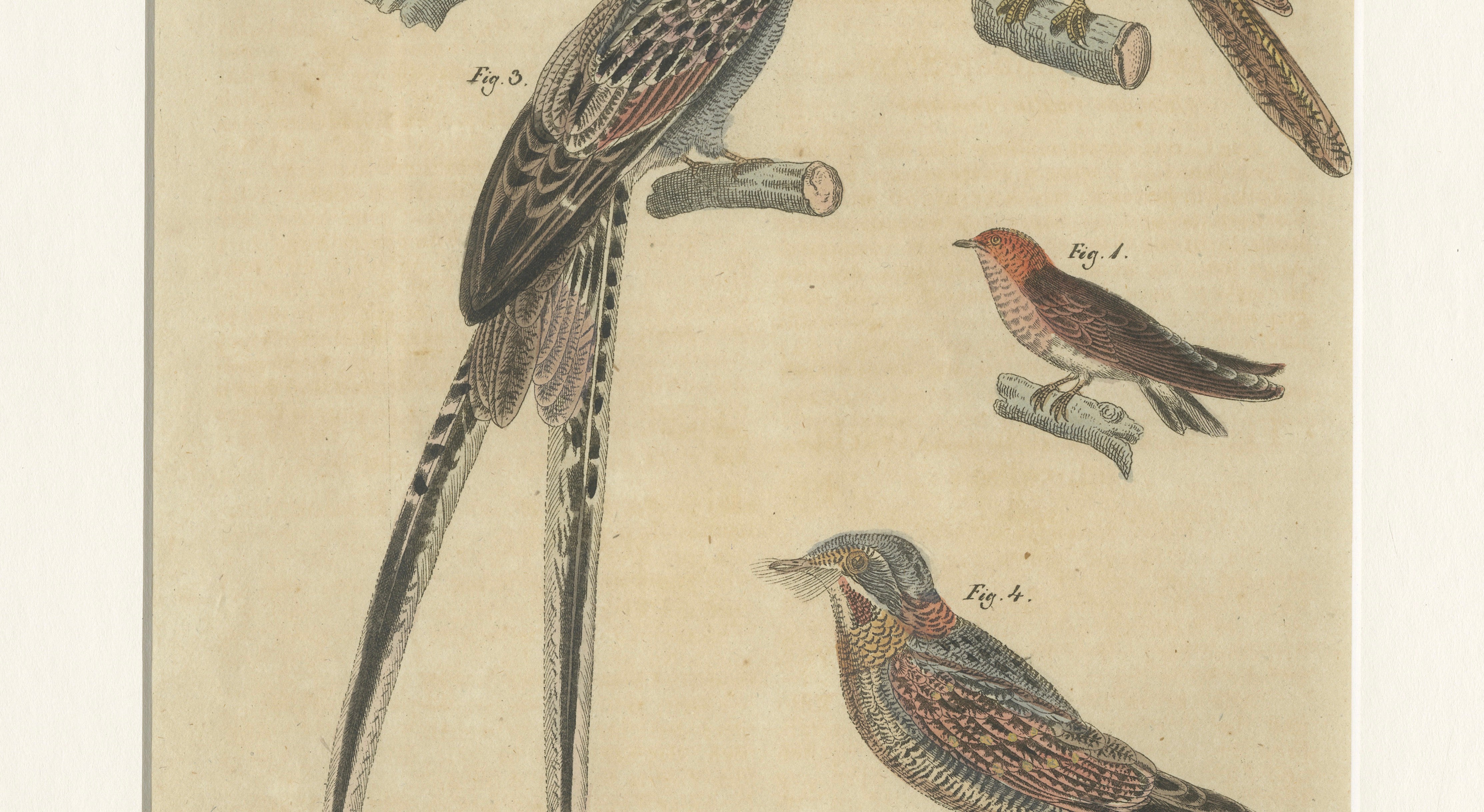 Antique Hand-Colored Bird Engraving – Swallow & Nightjars – Bertuch, c.1800