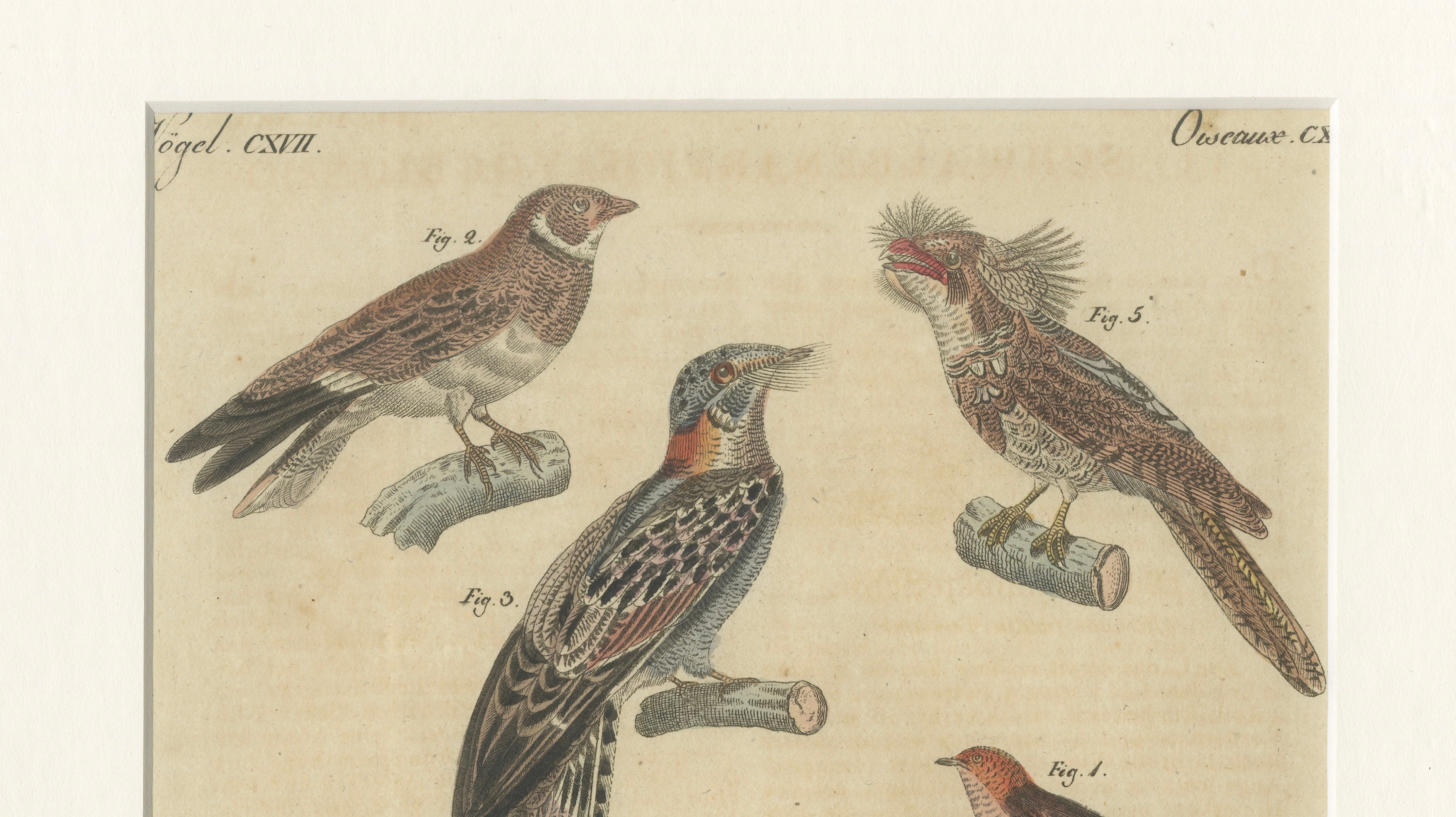 Antique Hand-Colored Bird Engraving – Swallow & Nightjars – Bertuch, c.1800