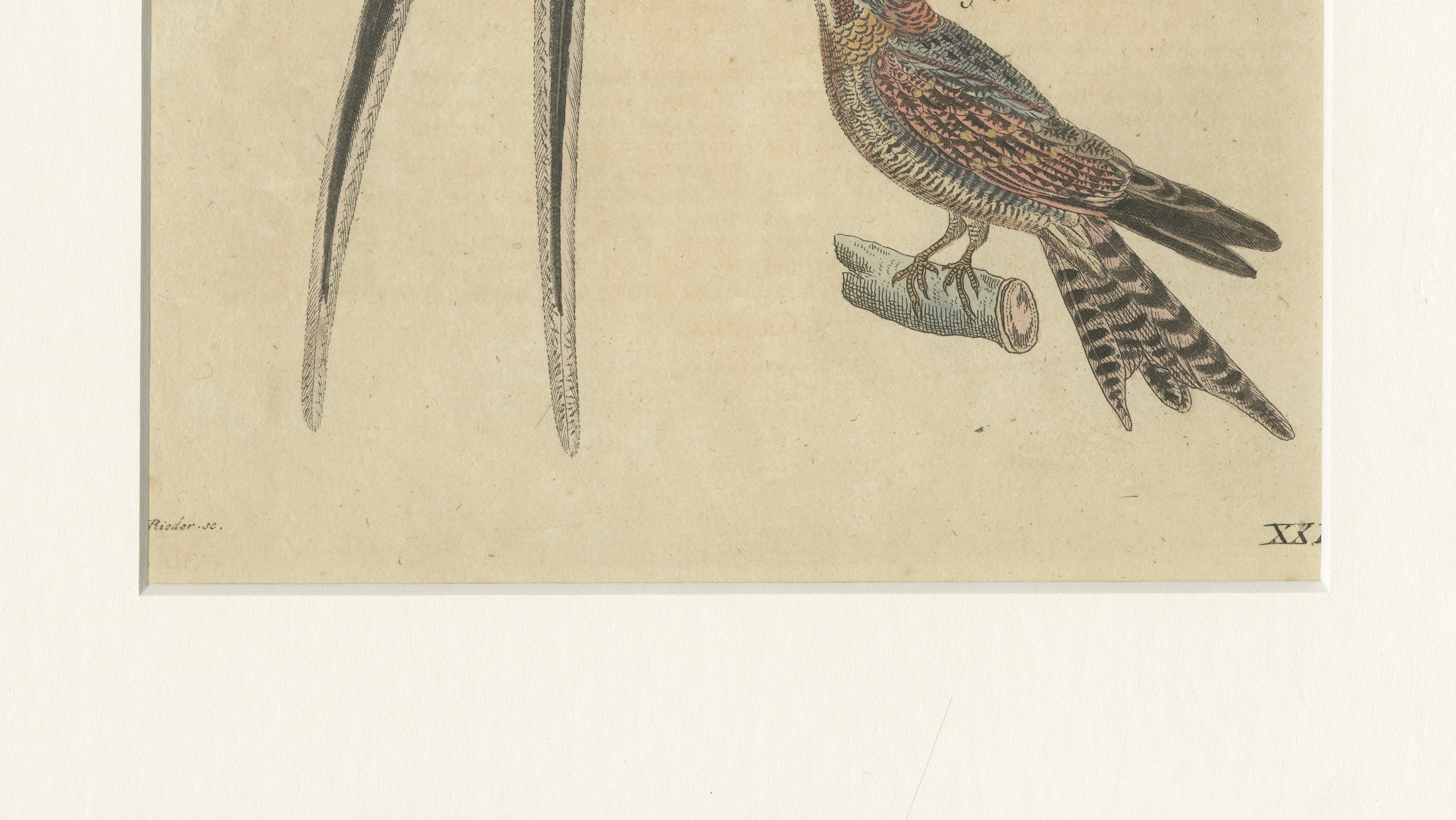 Antique Hand-Colored Bird Engraving – Swallow & Nightjars – Bertuch, c.1800