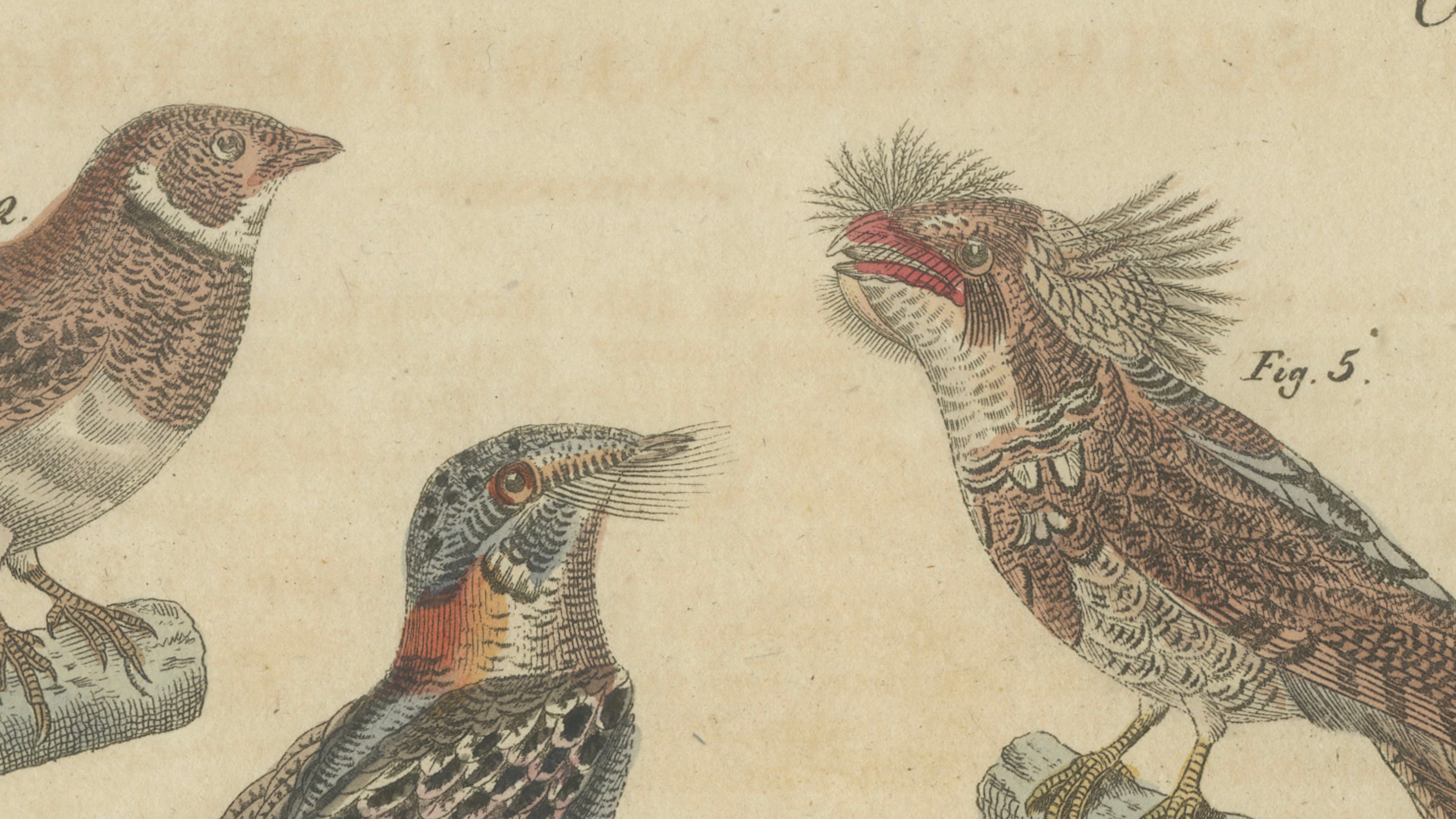Antique Hand-Colored Bird Engraving – Swallow & Nightjars – Bertuch, c.1800