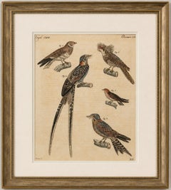 Antique Hand-Colored Bird Engraving – Swallow & Nightjars – Bertuch, c.1800
