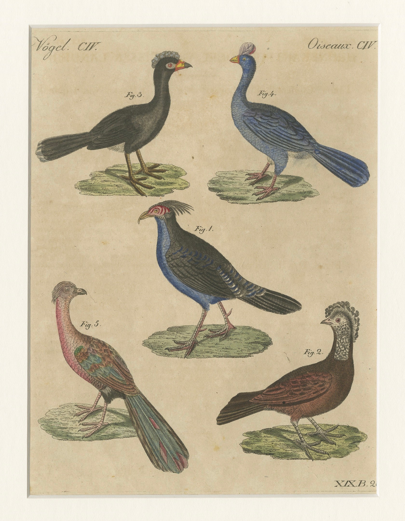 Antique Hand-Colored Crested Birds Engraving – Bertuch, c. 1800