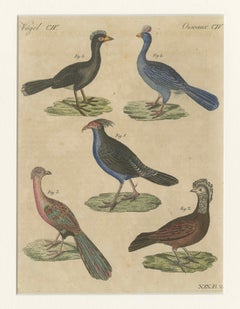 Antique Hand-Colored Crested Birds Engraving – Bertuch, c. 1800