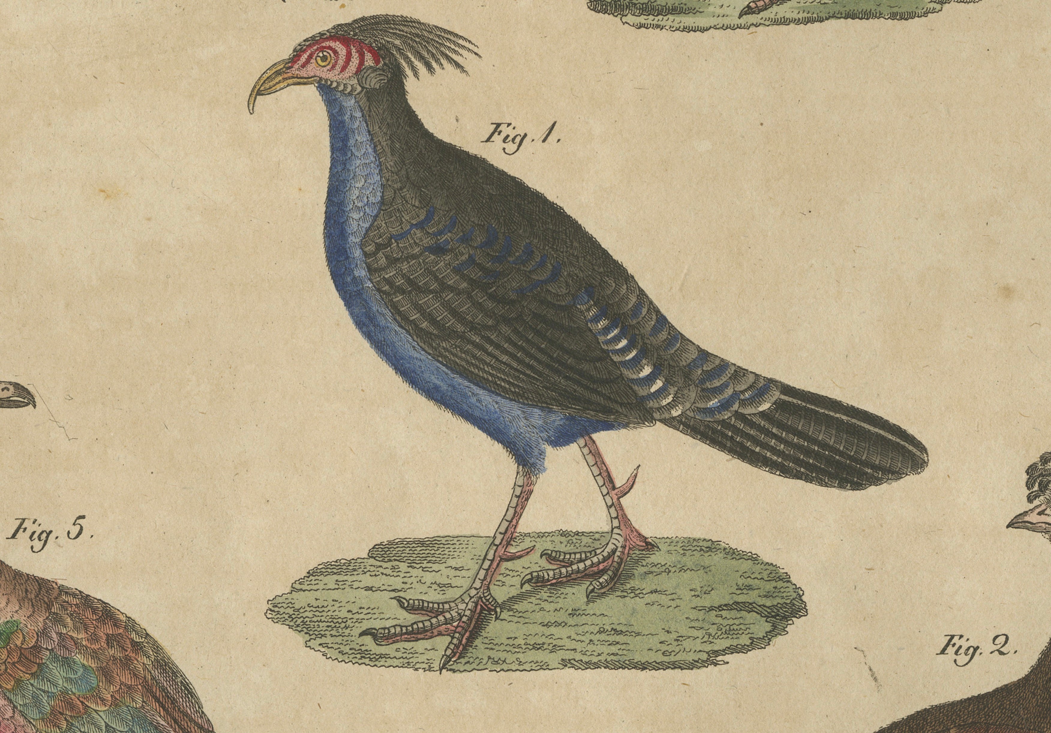 Antique Hand-Colored Crested Birds Engraving – Bertuch, c. 1800