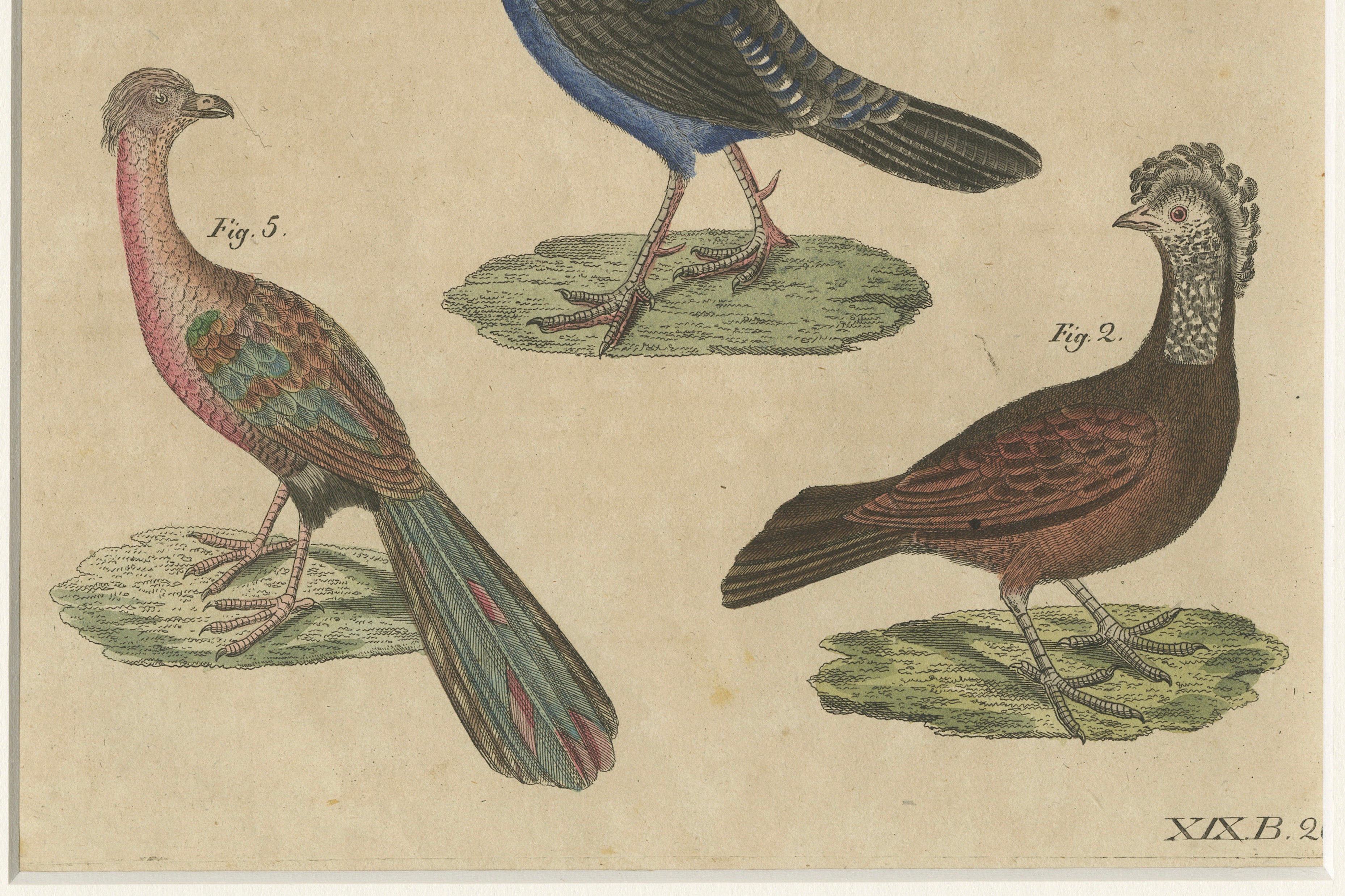 Antique Hand-Colored Crested Birds Engraving – Bertuch, c. 1800