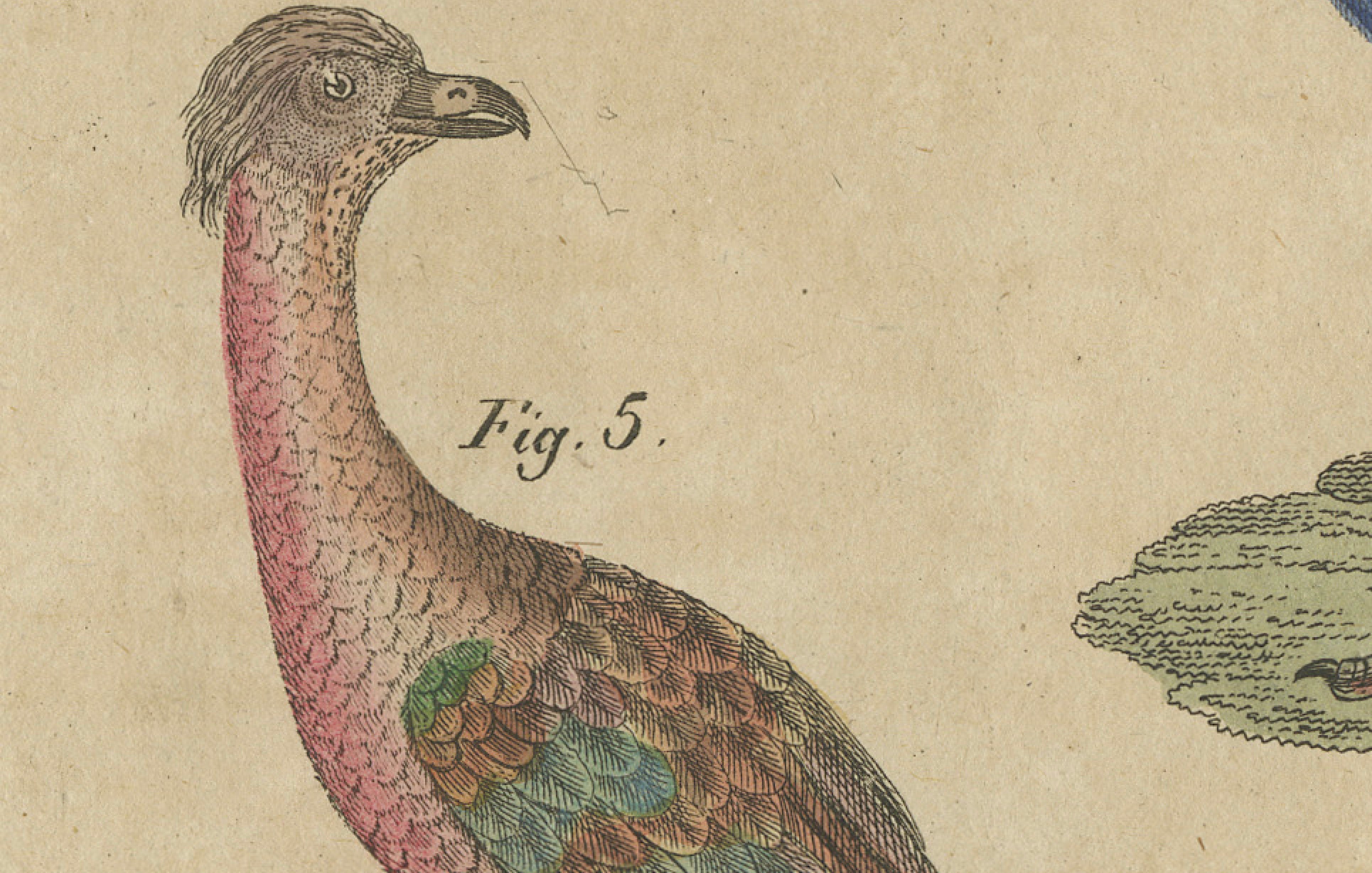 Antique Hand-Colored Crested Birds Engraving – Bertuch, c. 1800