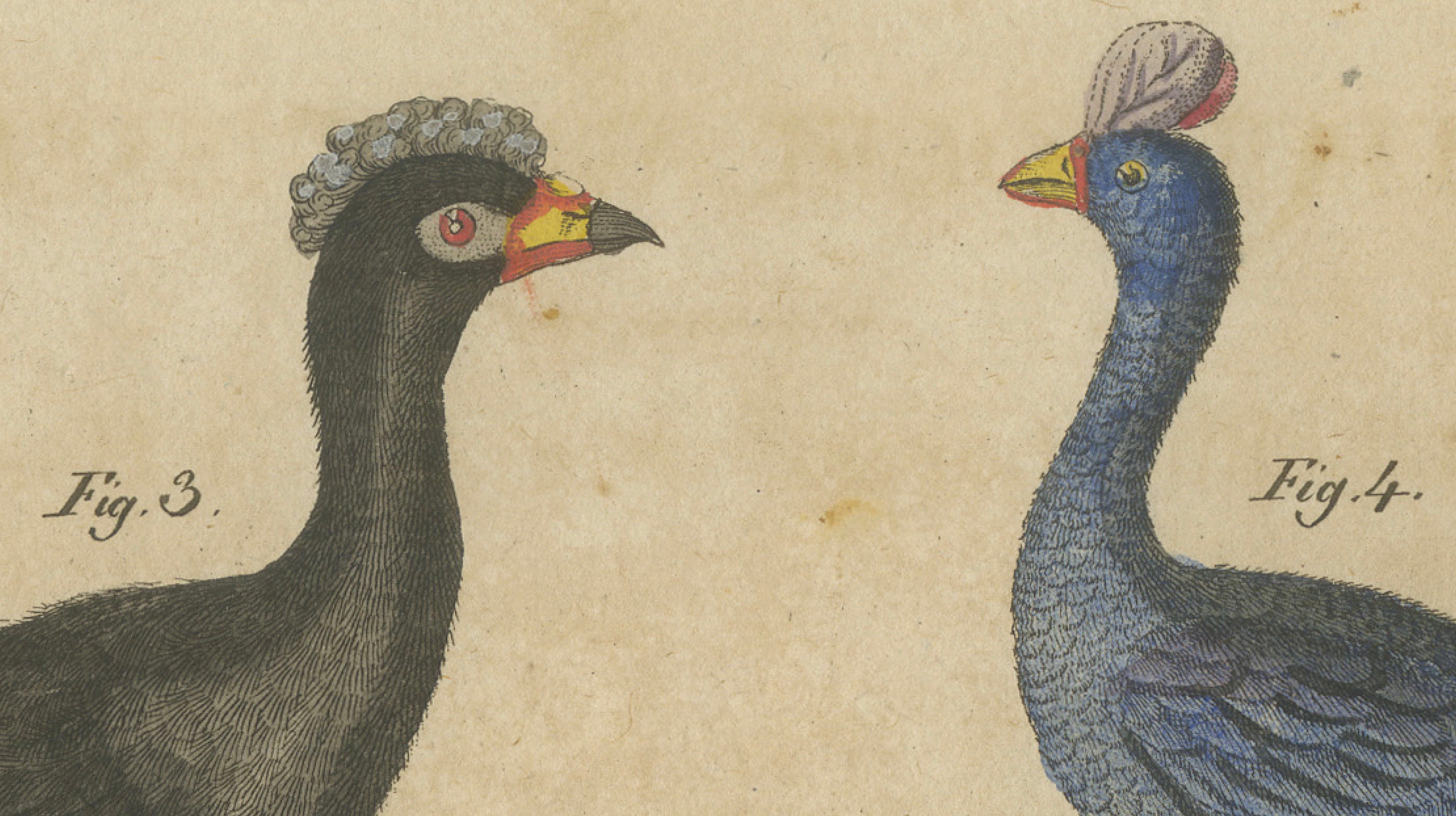 Antique Hand-Colored Crested Birds Engraving – Bertuch, c. 1800