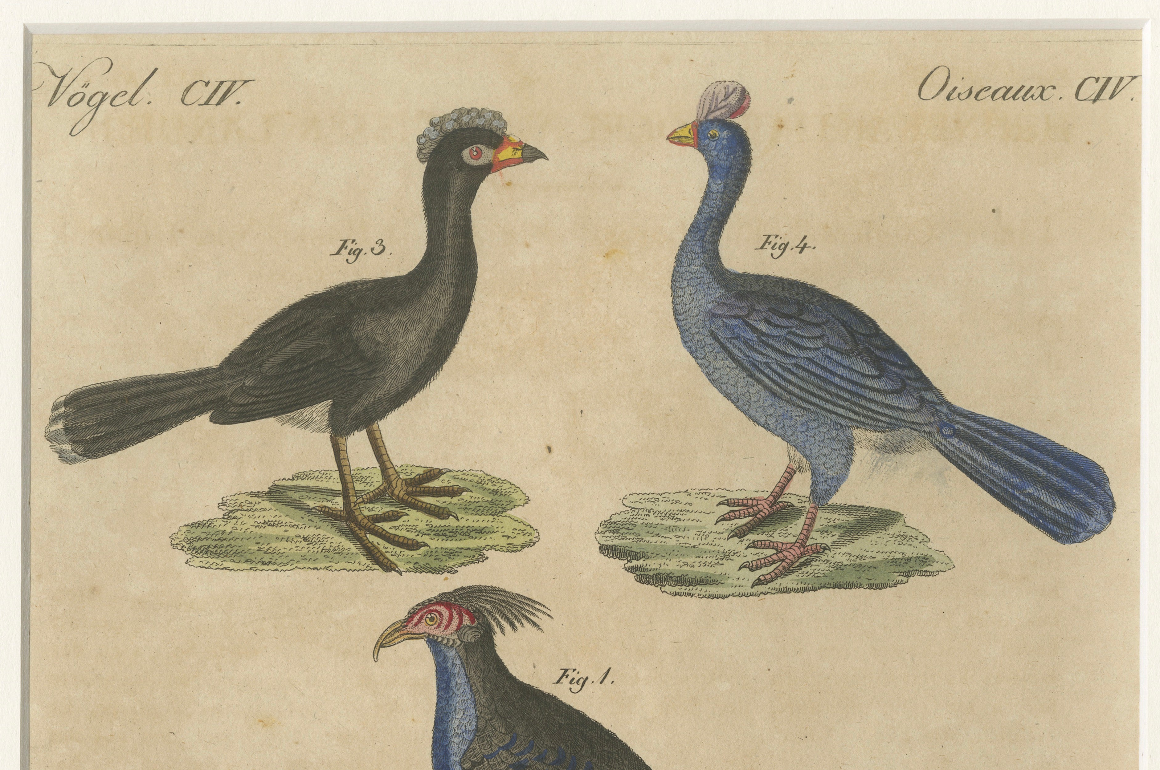 Antique Hand-Colored Crested Birds Engraving – Bertuch, c. 1800