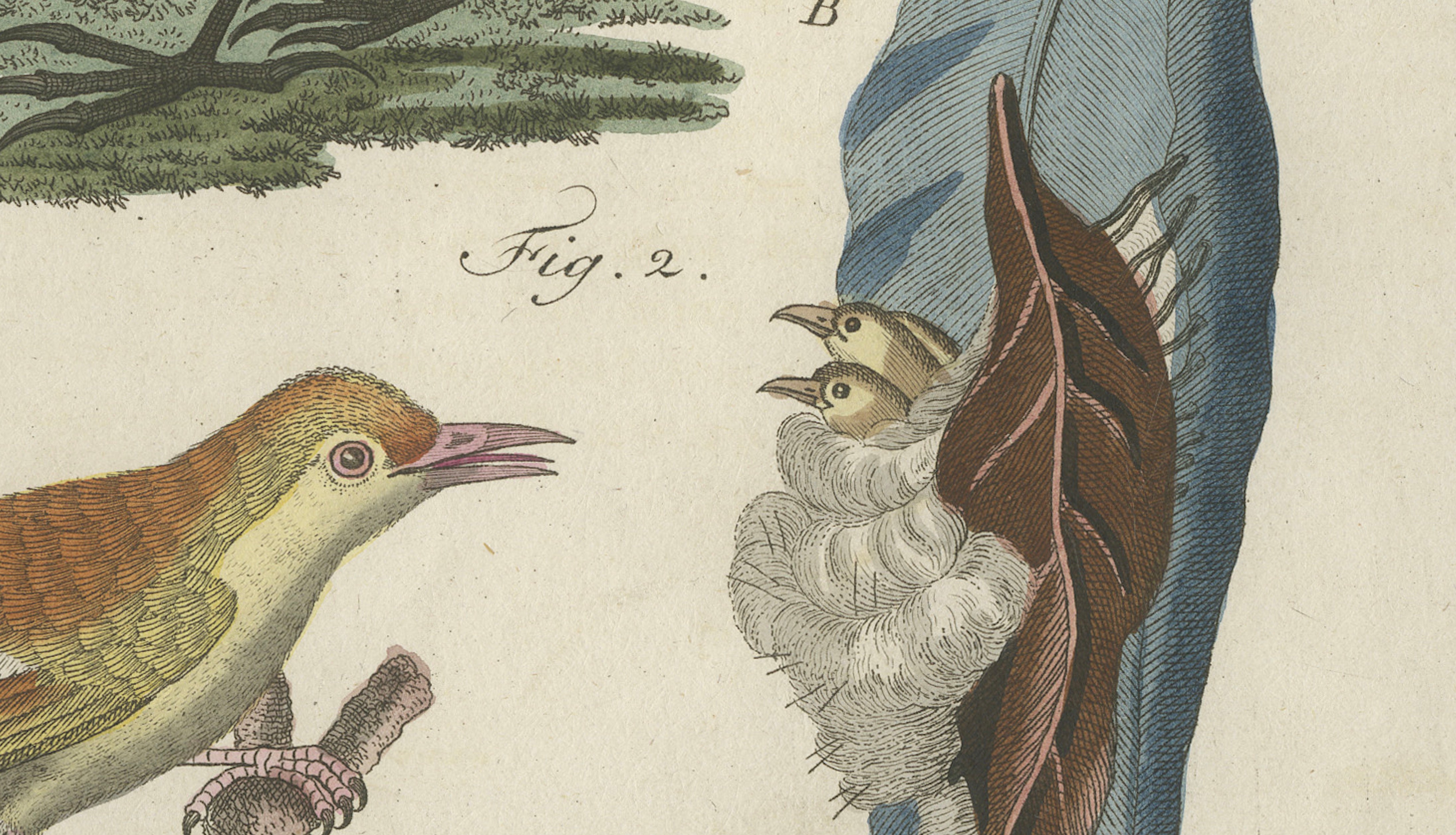 Antique Lyrebird & Tailorbird Engraving – Bertuch, 1796
