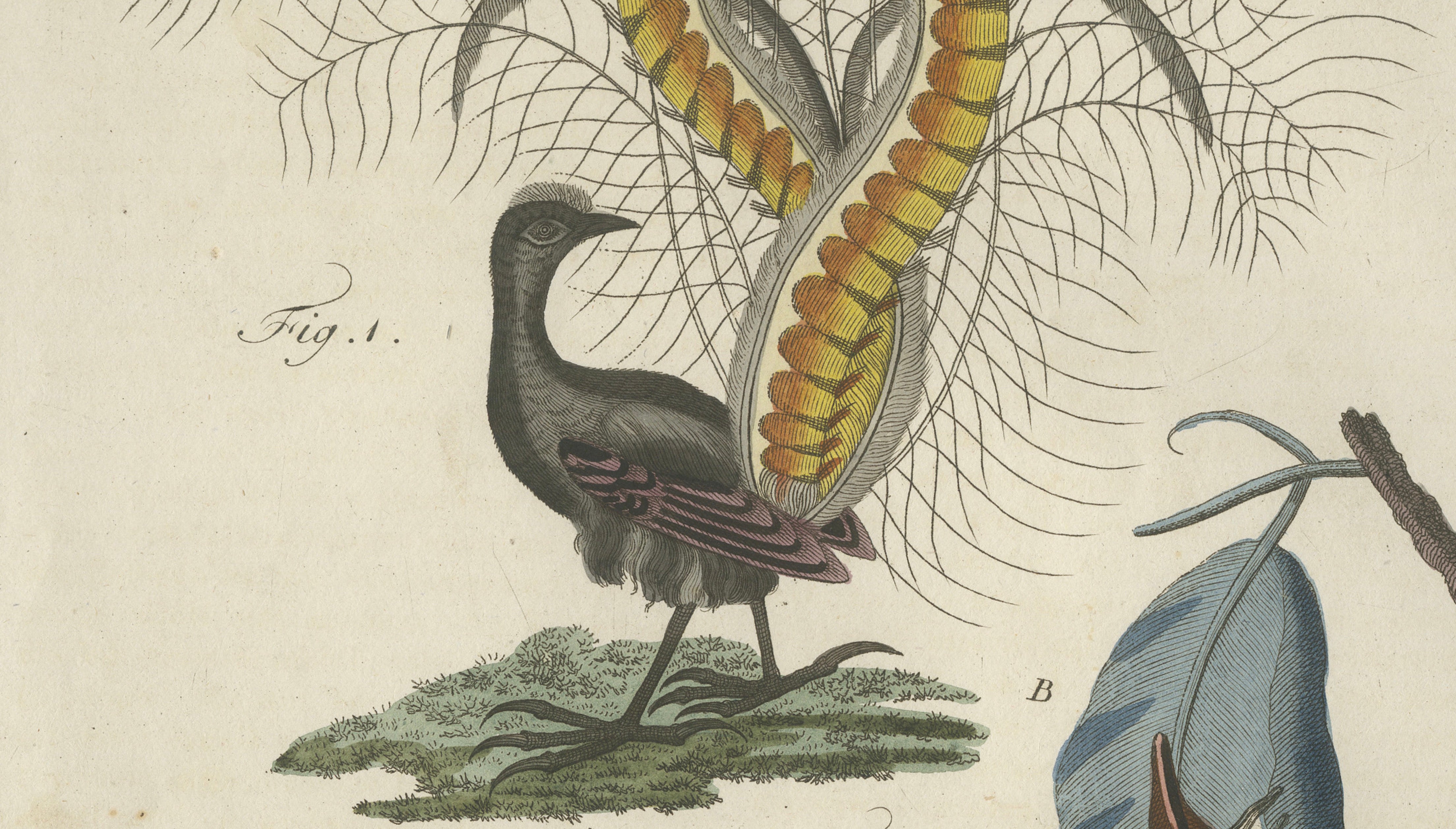 Antique Lyrebird & Tailorbird Engraving – Bertuch, 1796