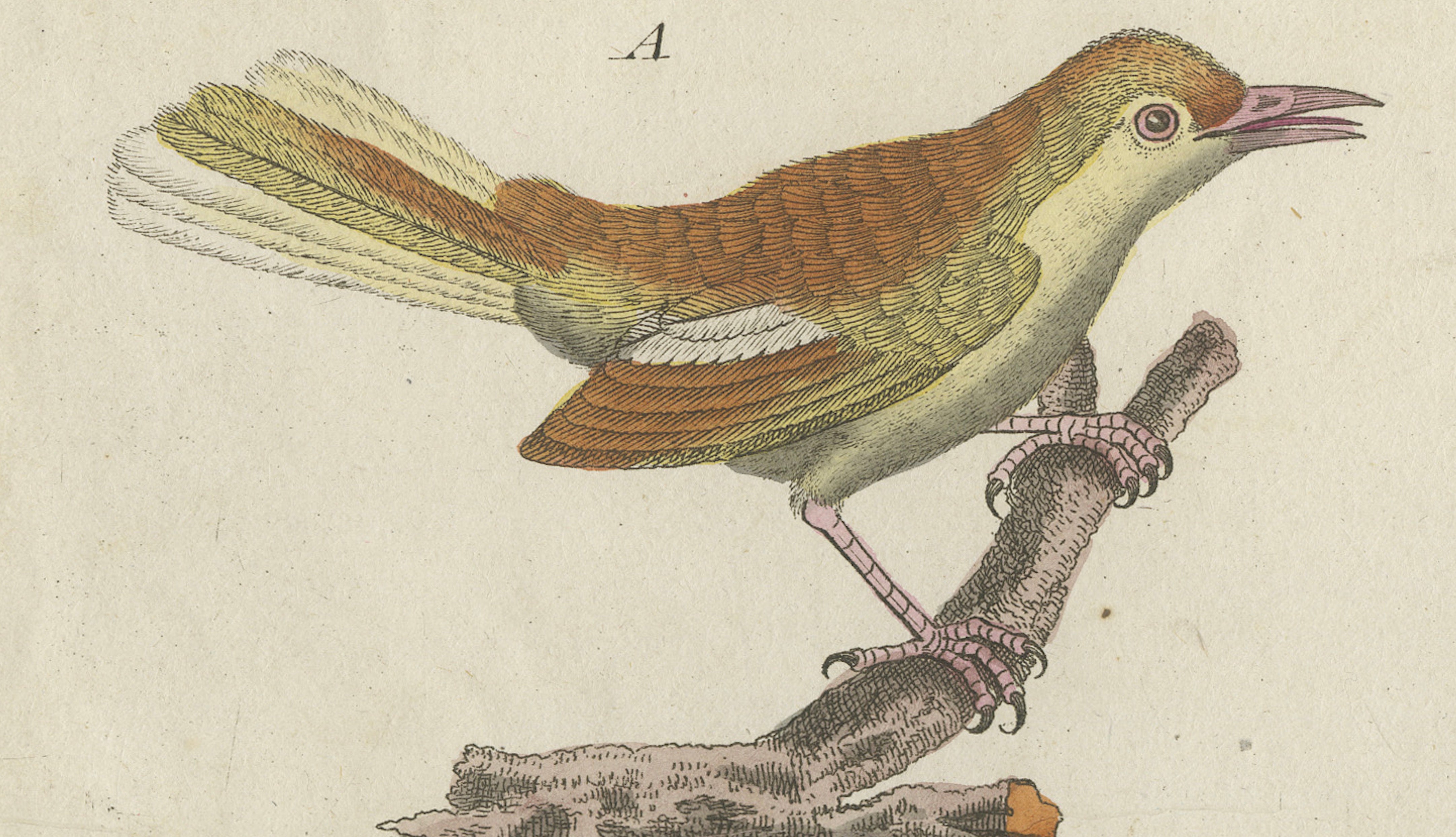 Antique Lyrebird & Tailorbird Engraving – Bertuch, 1796