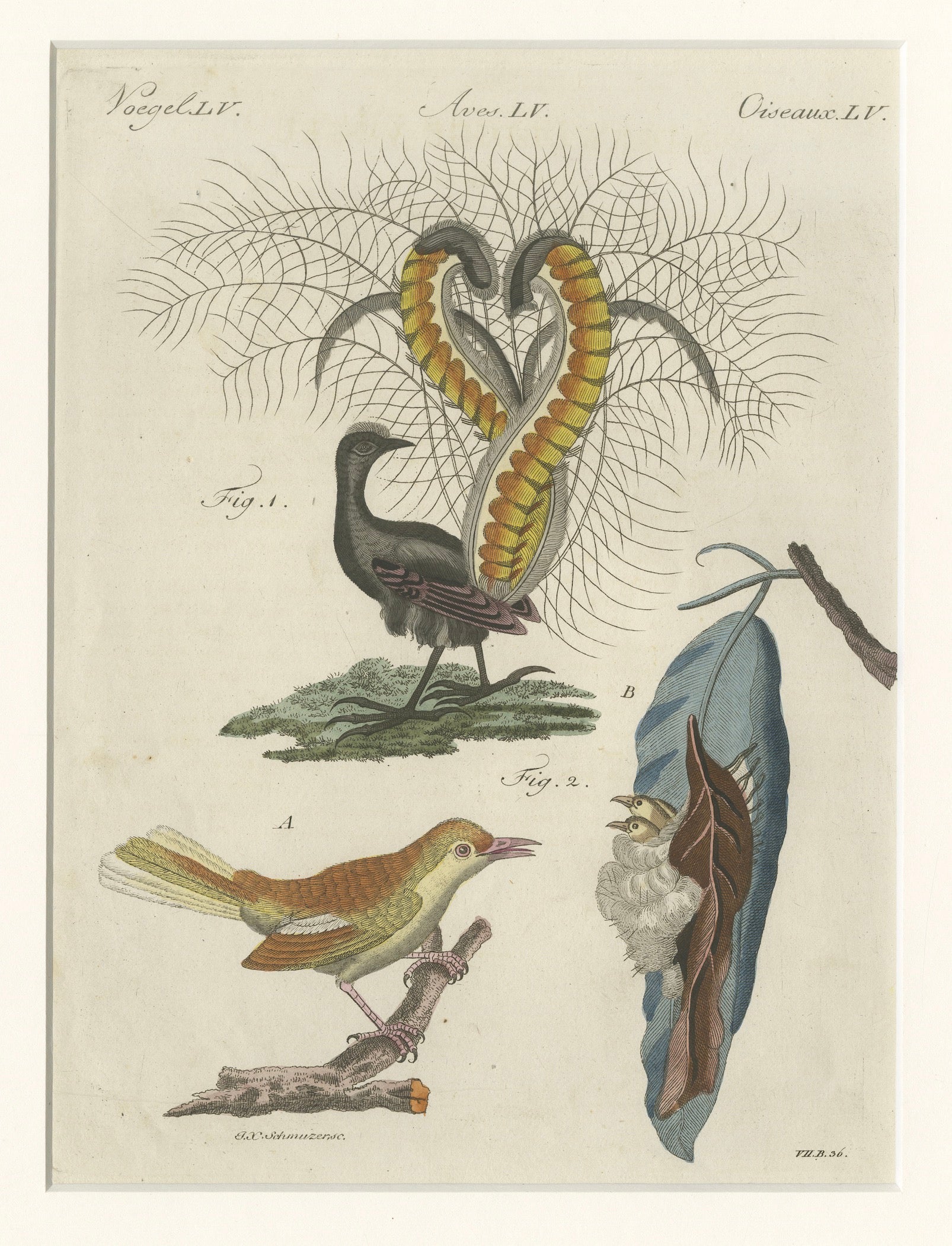 Antique Lyrebird & Tailorbird Engraving – Bertuch, 1796