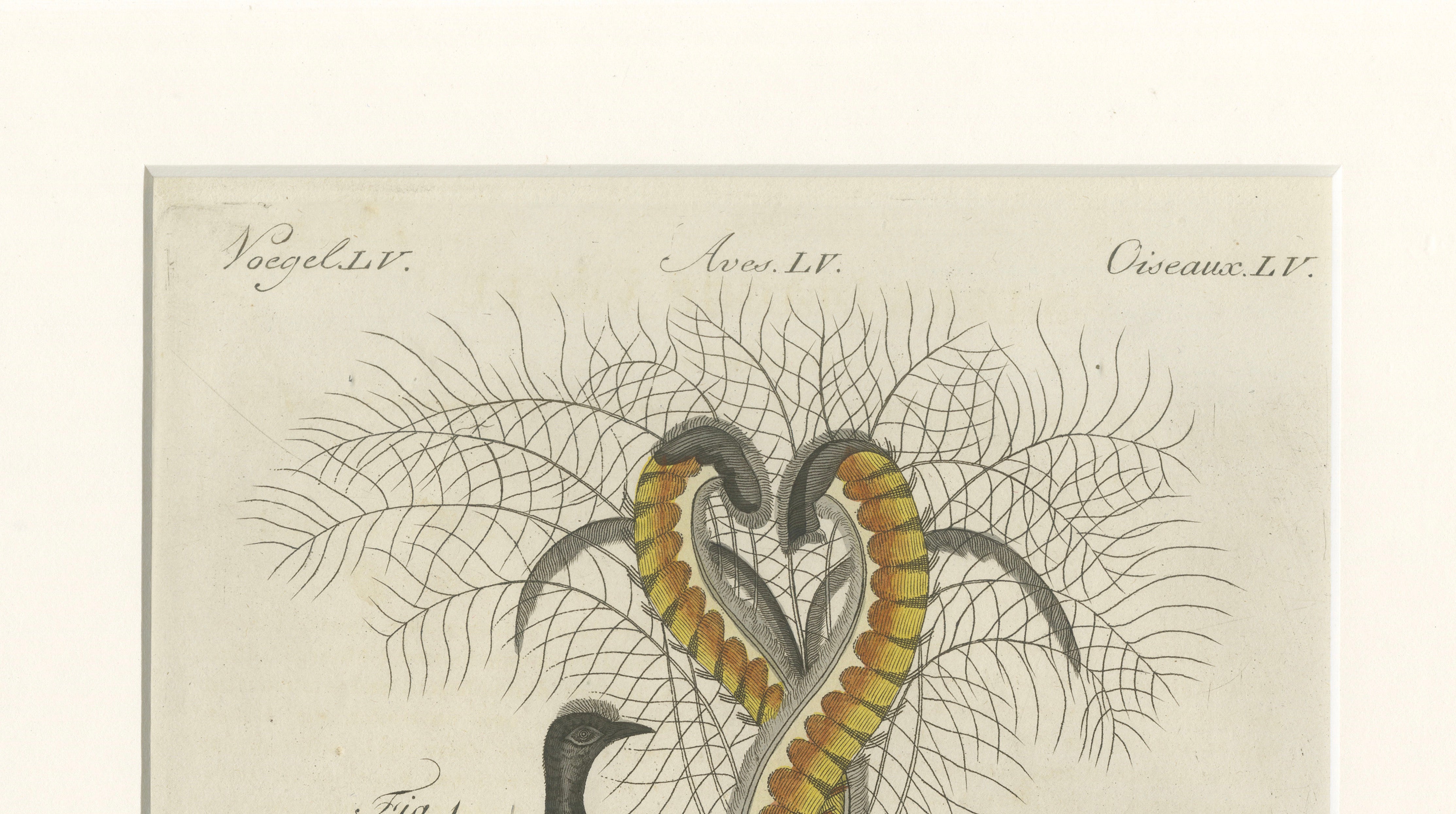 Antique Lyrebird & Tailorbird Engraving – Bertuch, 1796