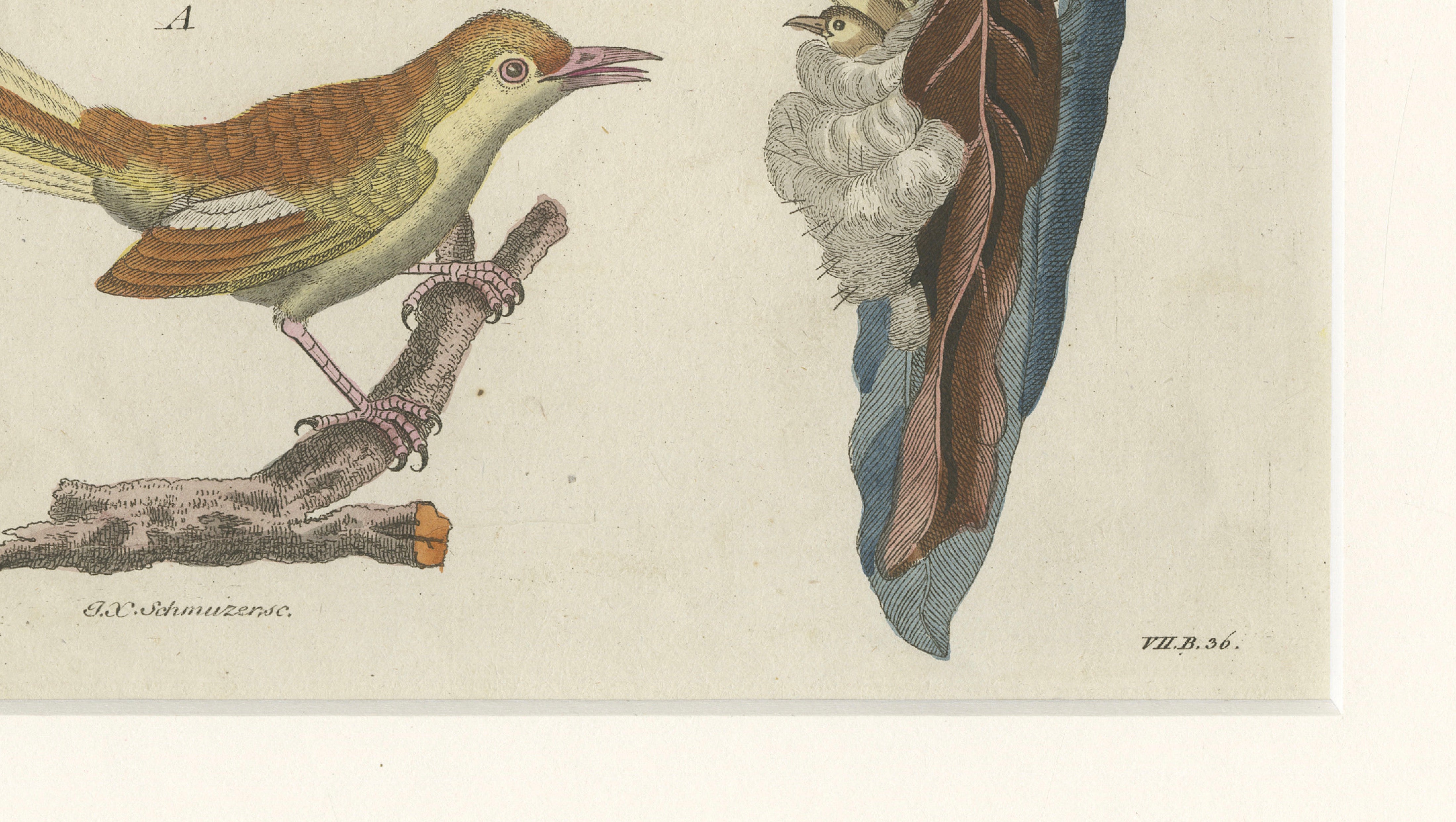 Antique Lyrebird & Tailorbird Engraving – Bertuch, 1796