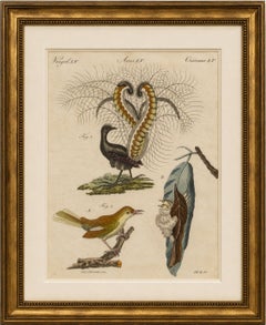 Antique Lyrebird & Tailorbird Engraving – Bertuch, 1796