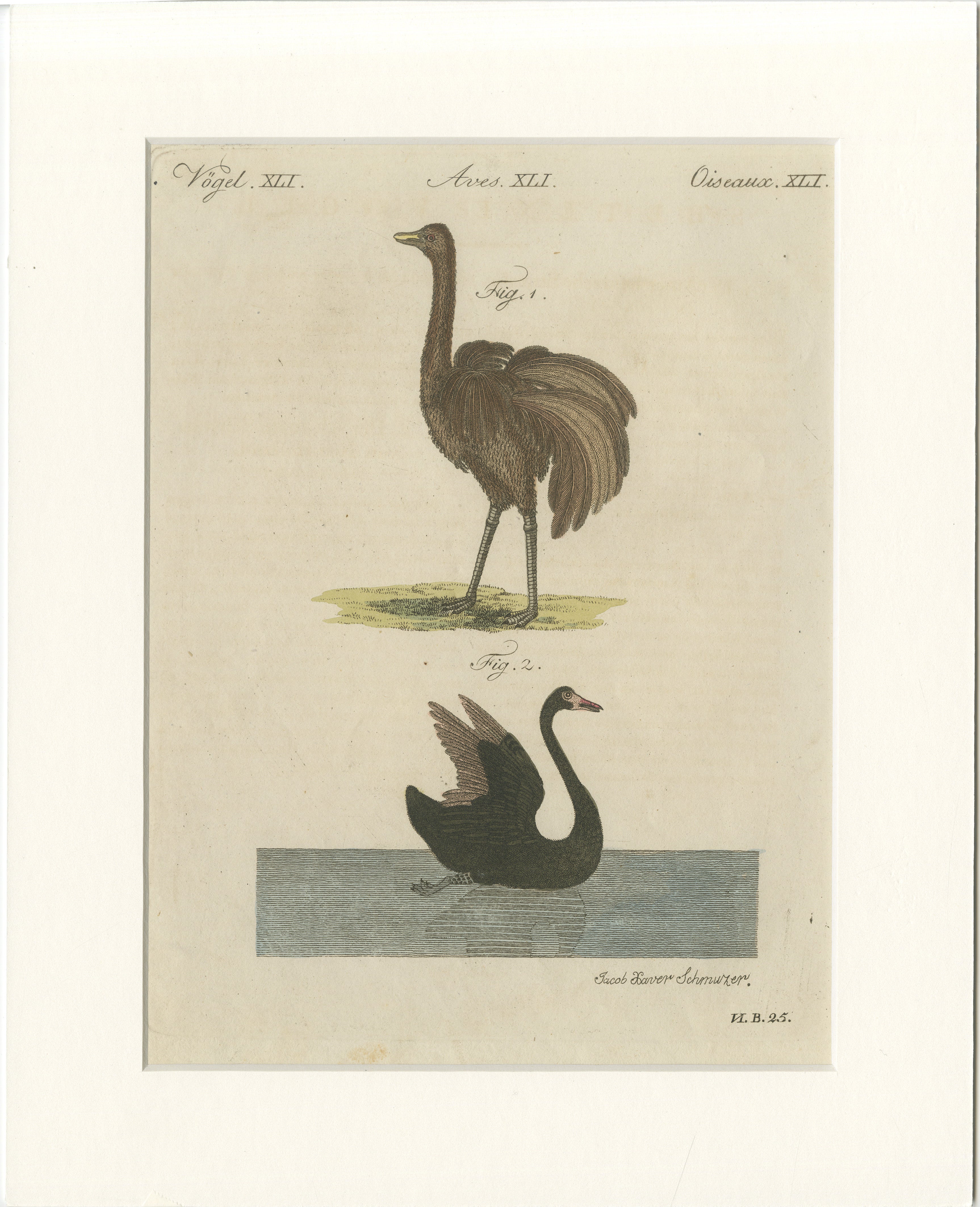 Antique Greater Rhea & Black Swan Engraving – Bertuch, 1798