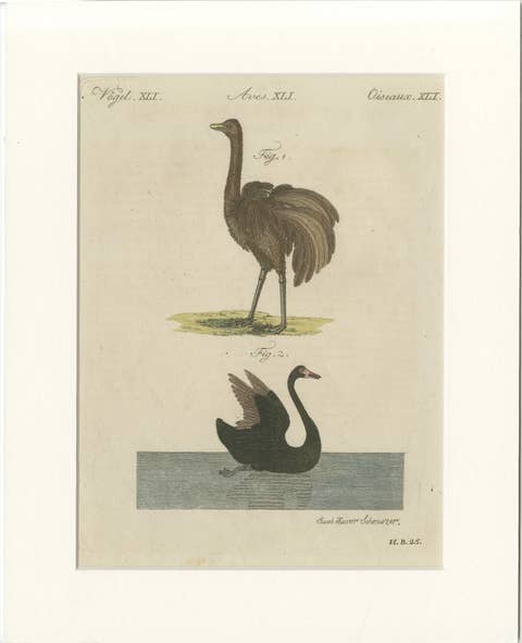 Antique Greater Rhea & Black Swan Engraving – Bertuch, 1798