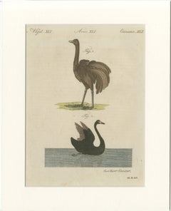 Antique Greater Rhea & Black Swan Engraving – Bertuch, 1798