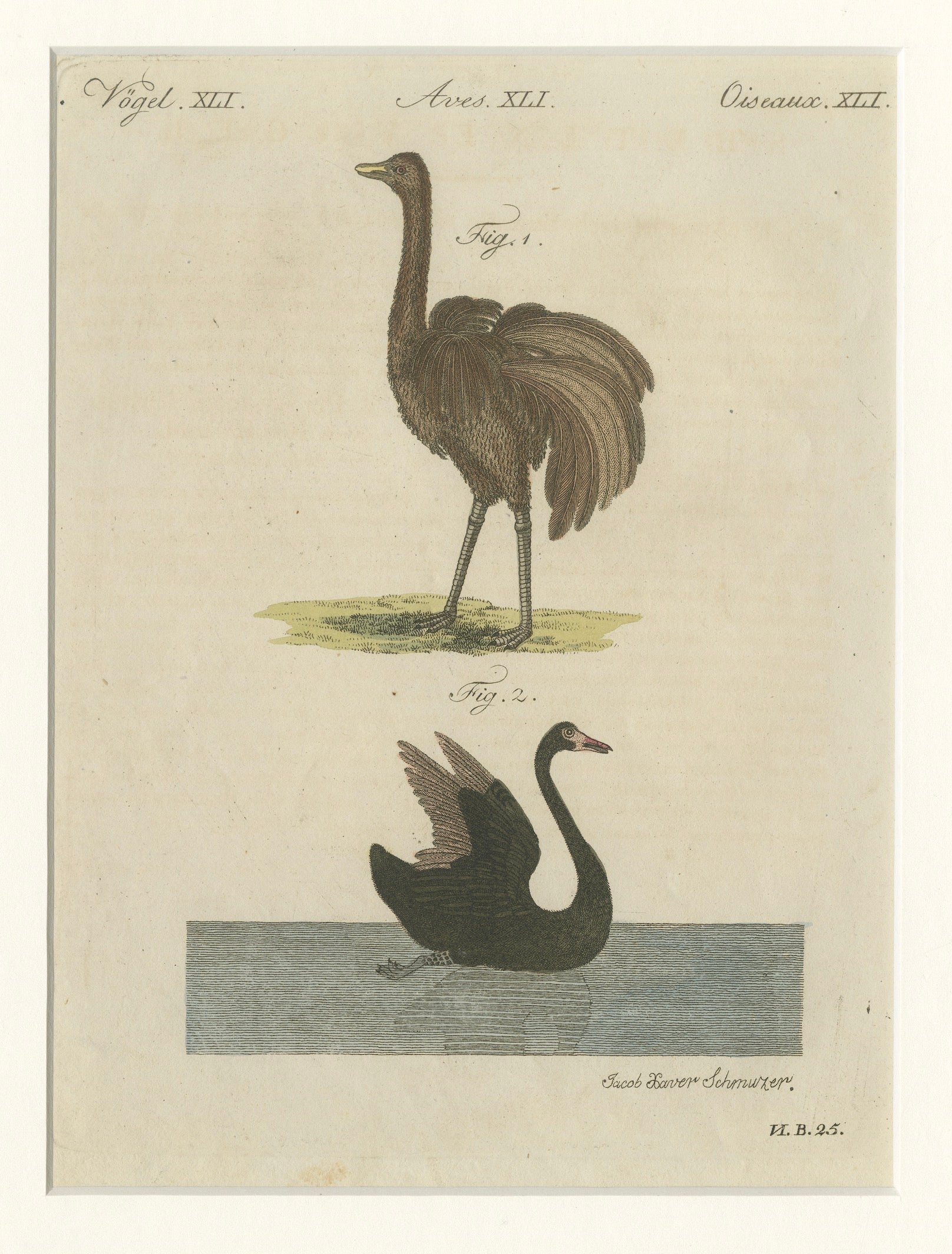 Antique Greater Rhea & Black Swan Engraving – Bertuch, 1798