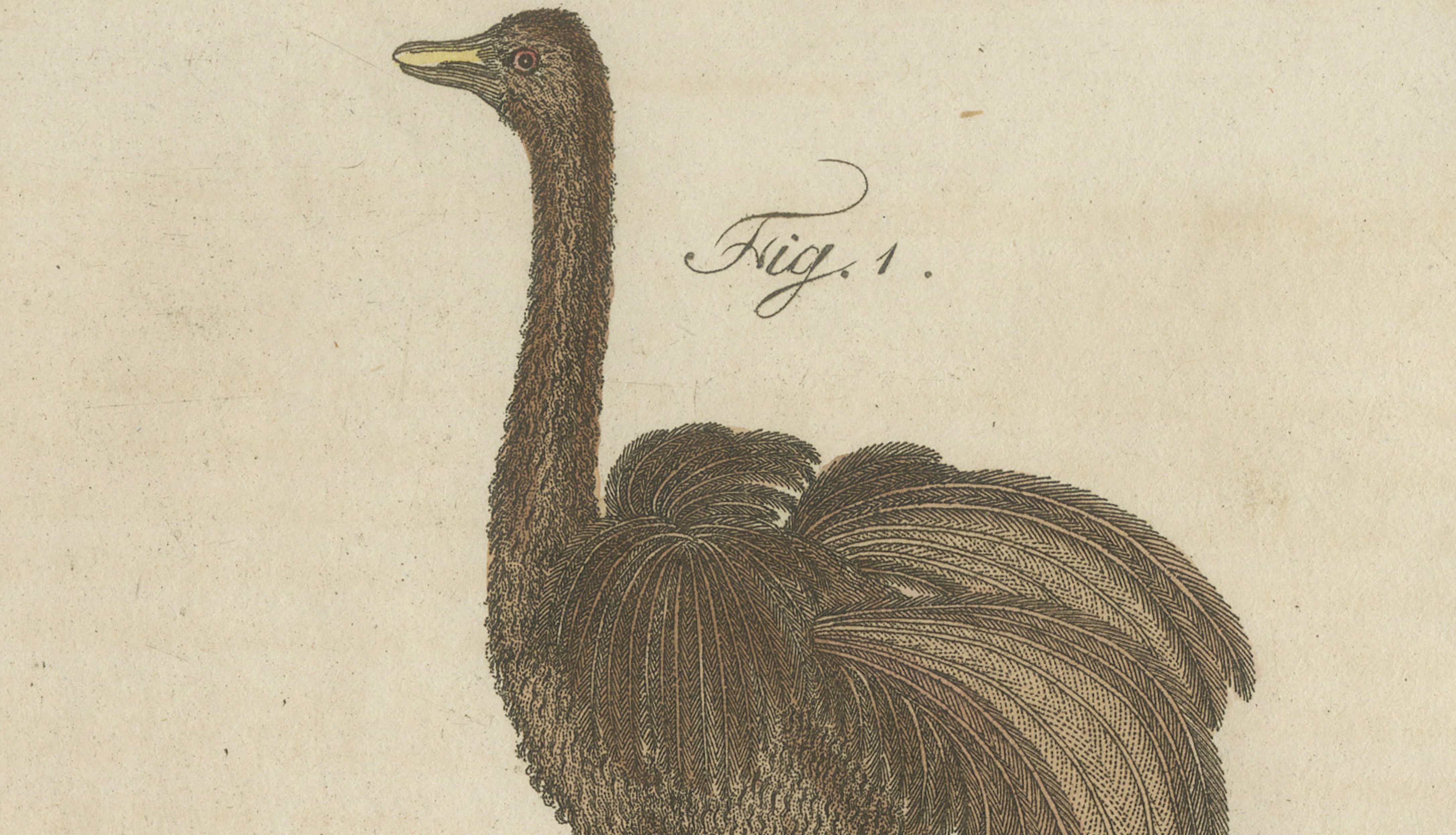 Antique Greater Rhea & Black Swan Engraving – Bertuch, 1798