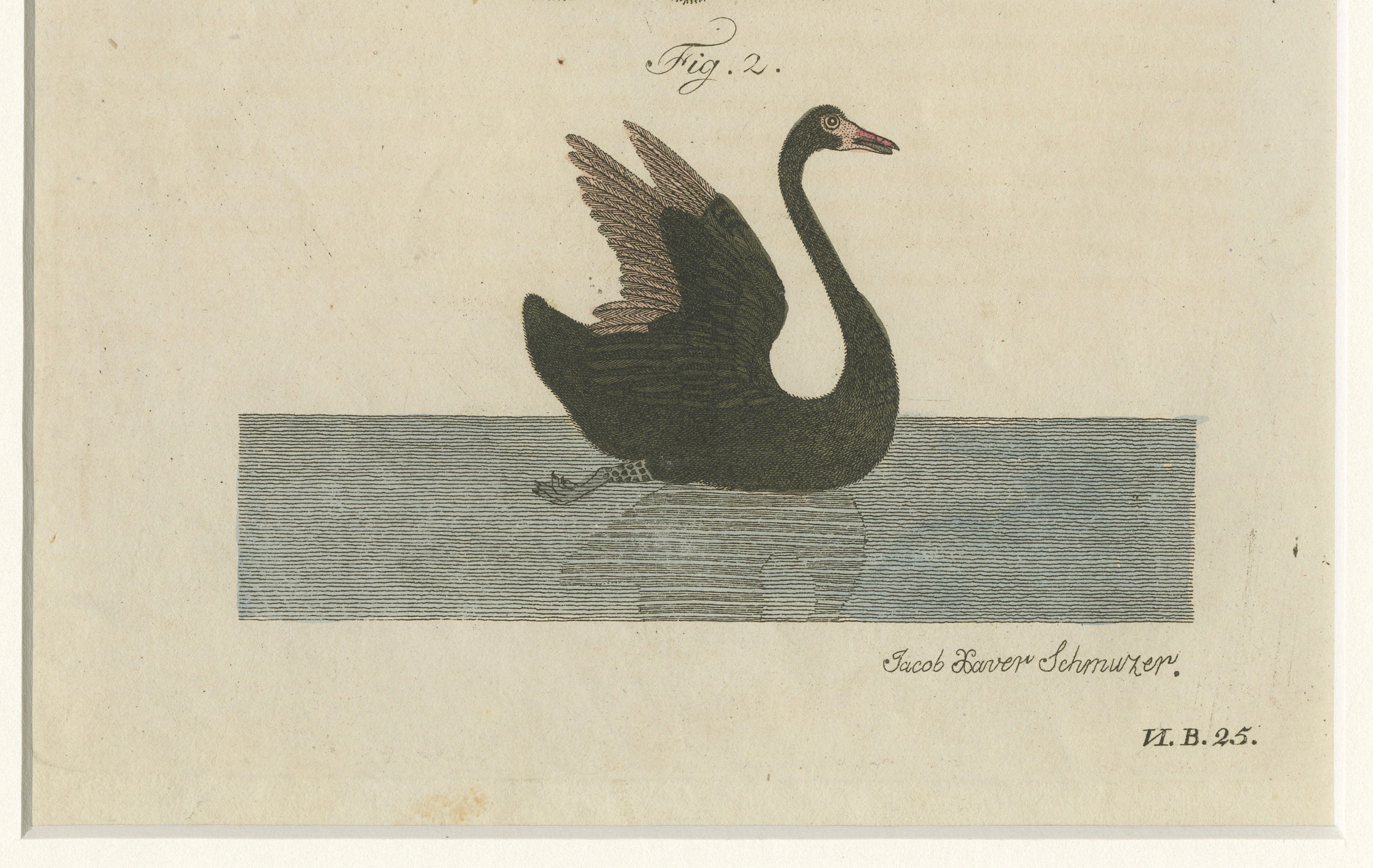 Antique Greater Rhea & Black Swan Engraving – Bertuch, 1798