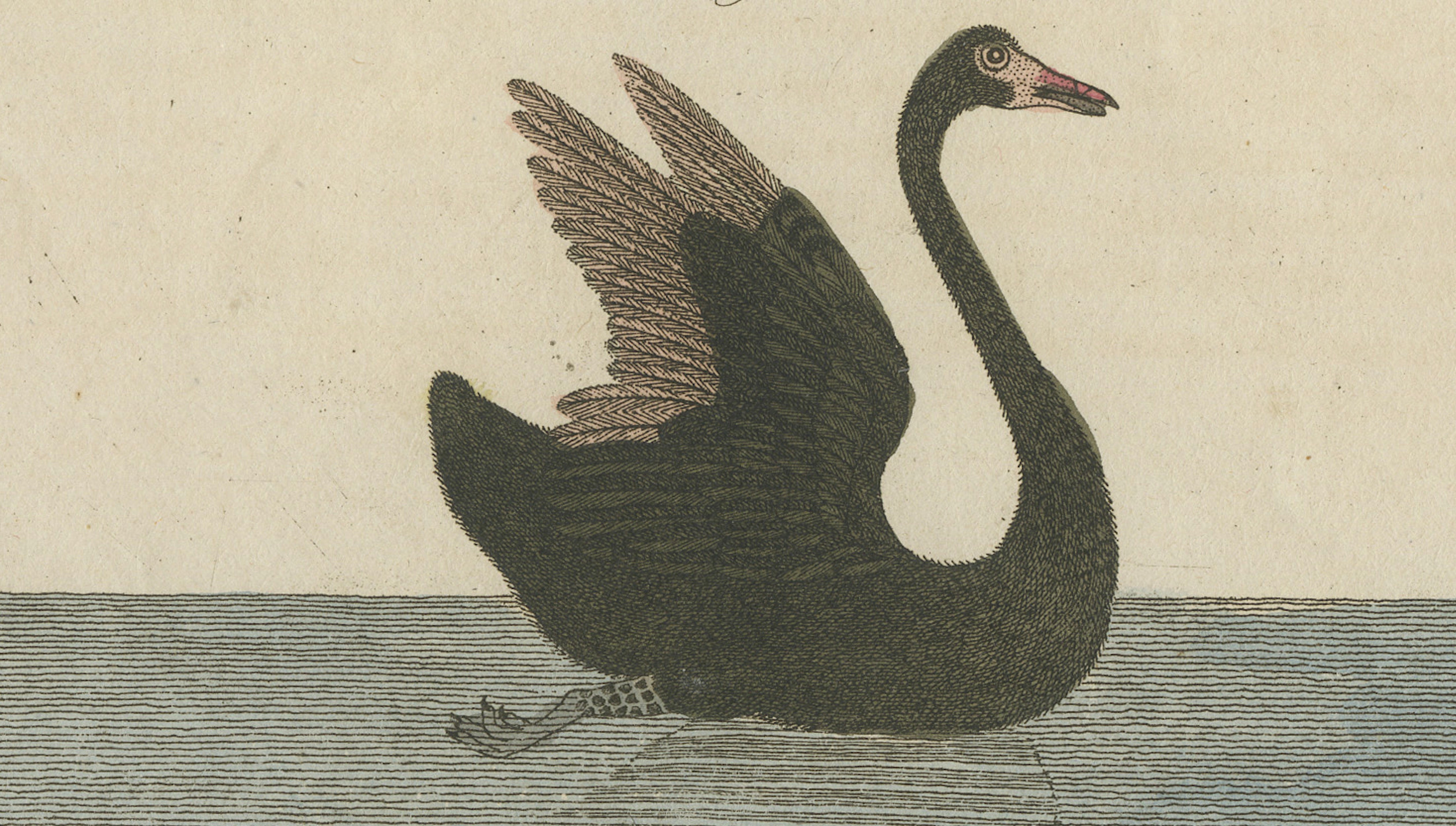 Antique Greater Rhea & Black Swan Engraving – Bertuch, 1798