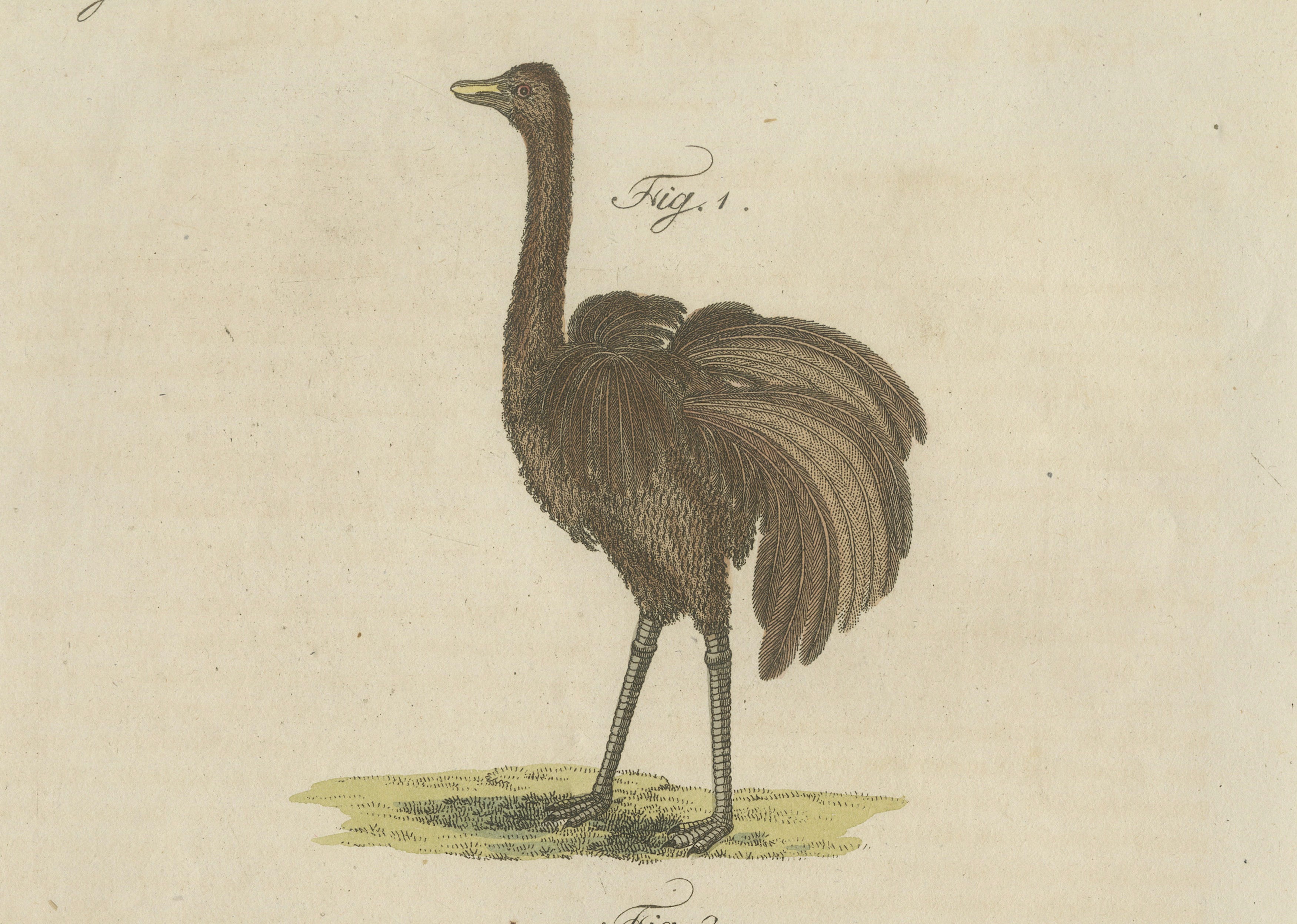 Antique Greater Rhea & Black Swan Engraving – Bertuch, 1798
