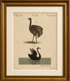 Antique Greater Rhea & Black Swan Engraving – Bertuch, 1798
