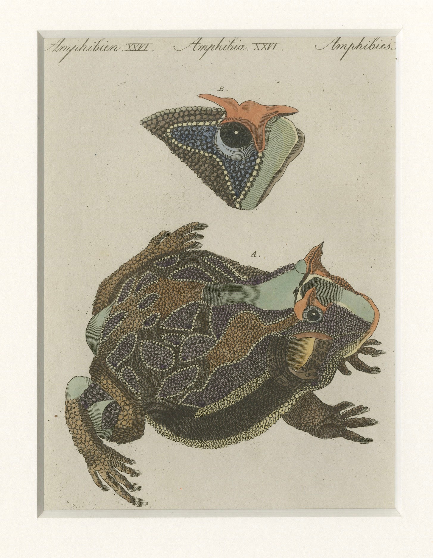 Antique South American Horned Frog Engraving – Bertuch, c. 1807