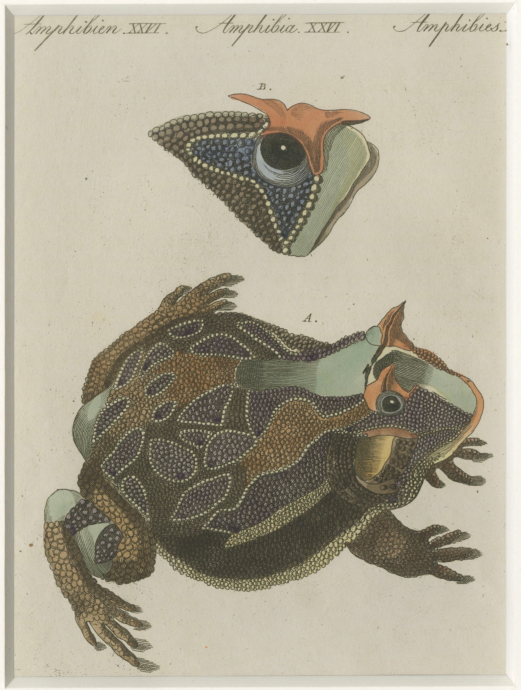Antique South American Horned Frog Engraving – Bertuch, c. 1807