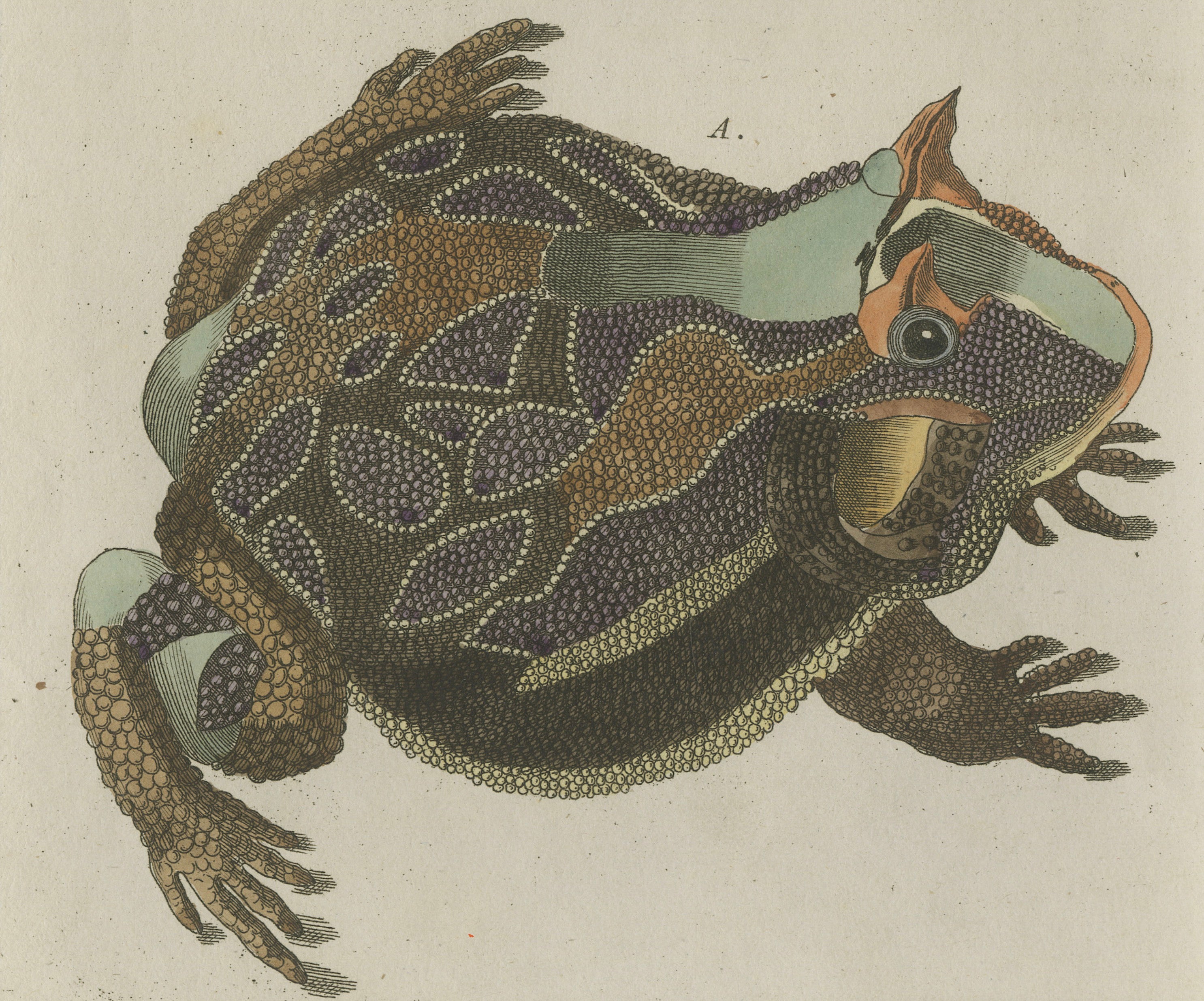 Antique South American Horned Frog Engraving – Bertuch, c. 1807