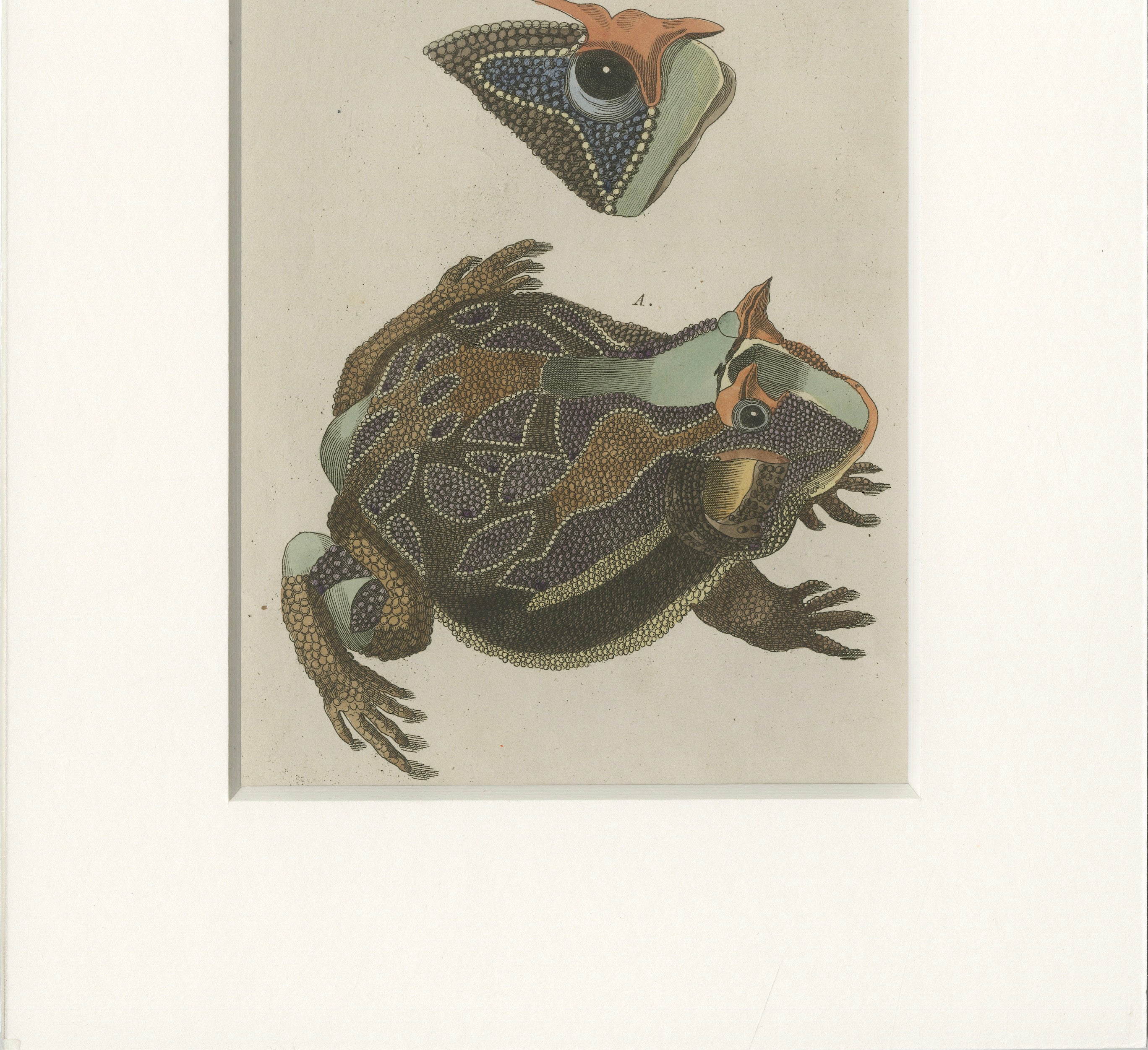Antique South American Horned Frog Engraving – Bertuch, c. 1807