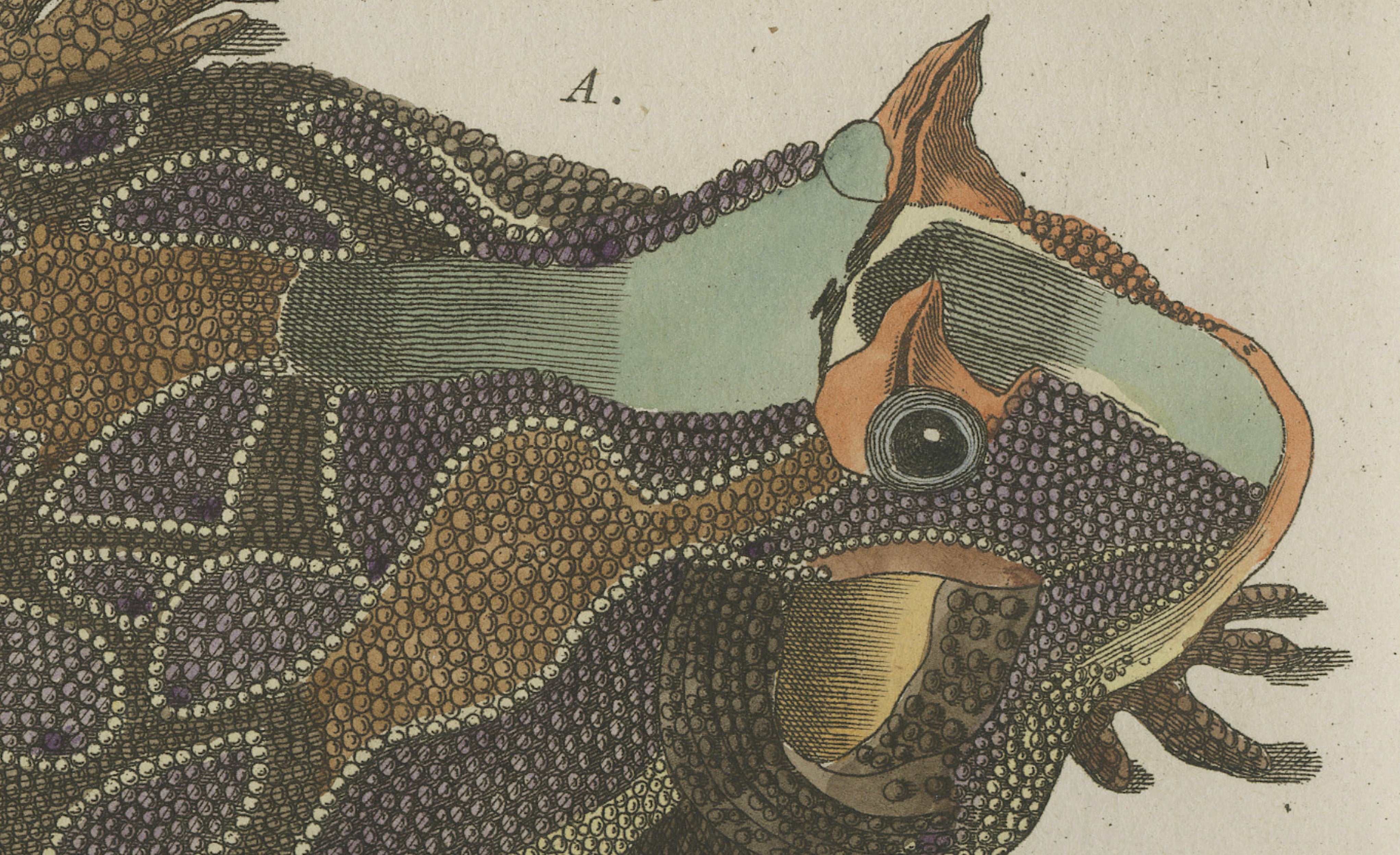 Antique South American Horned Frog Engraving – Bertuch, c. 1807
