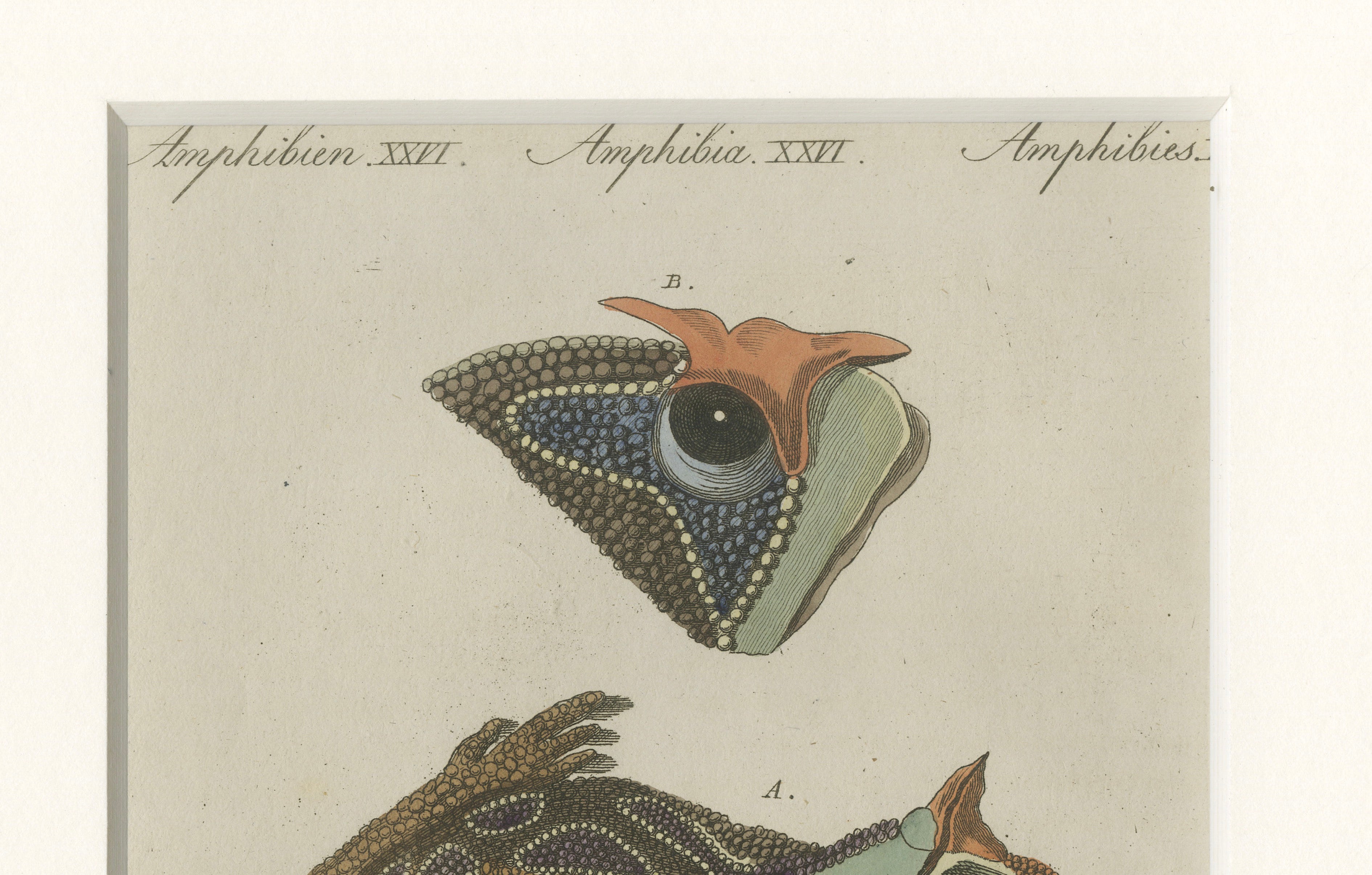 Antique South American Horned Frog Engraving – Bertuch, c. 1807