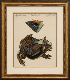 Antique South American Horned Frog Engraving – Bertuch, c. 1807