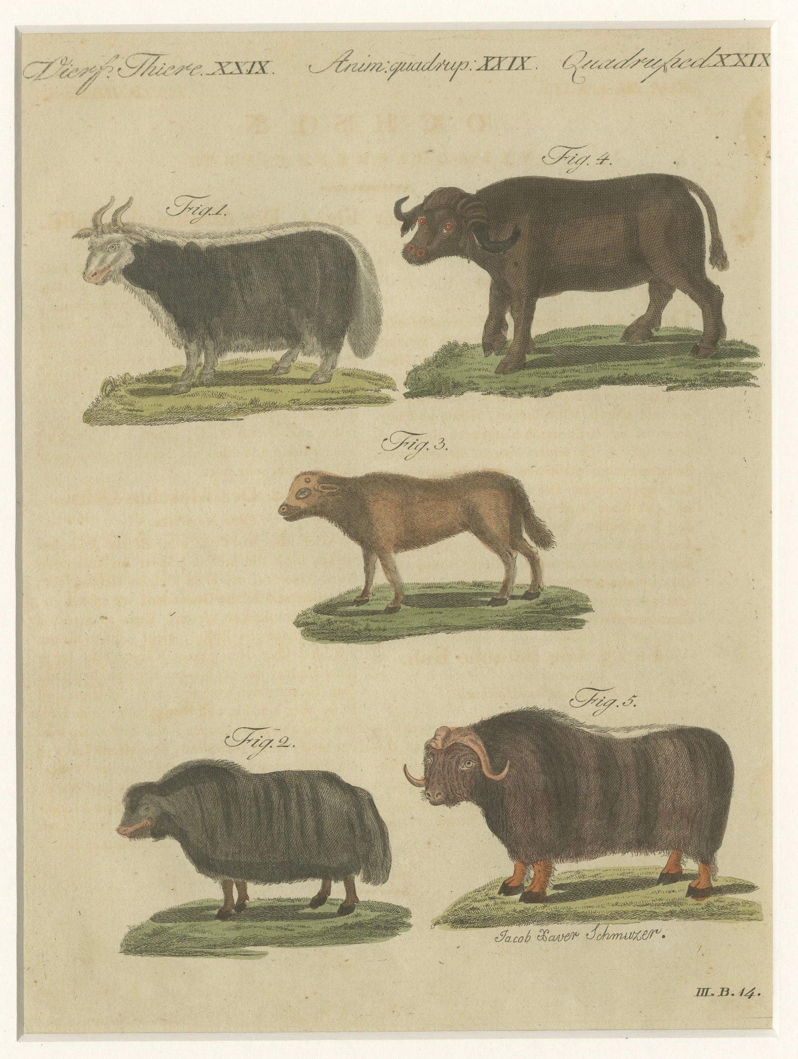 Antique Exotic Cattle, Yak & Buffalo Engraving – Bertuch, c. 1800