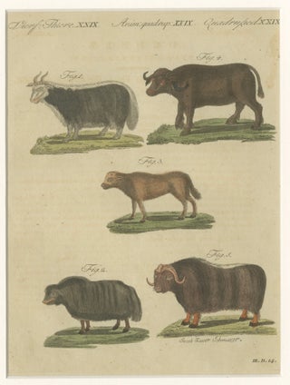 Antique Exotic Cattle, Yak & Buffalo Engraving, Bertuch, c. 1800, view 6