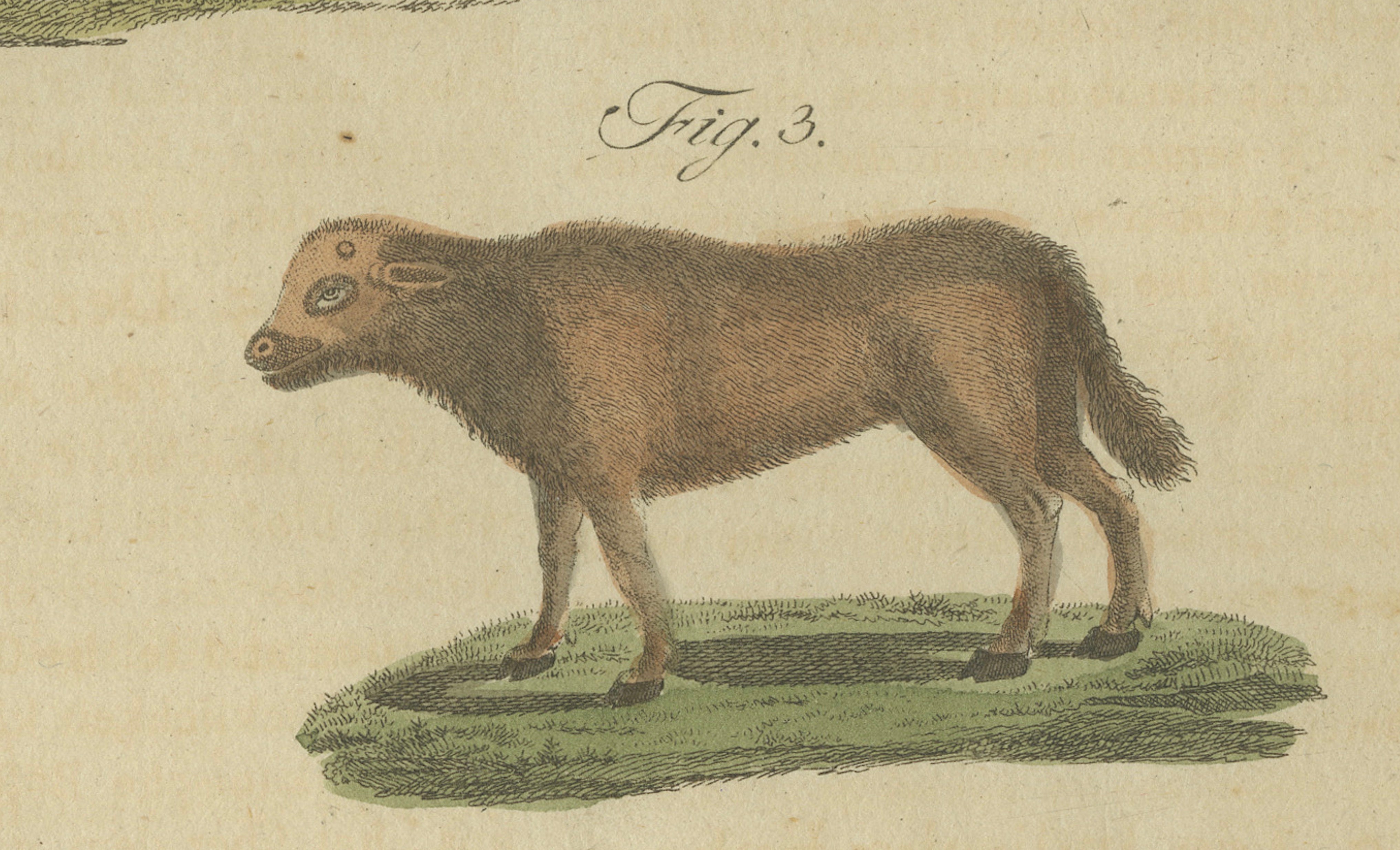 Antique Exotic Cattle, Yak & Buffalo Engraving – Bertuch, c. 1800