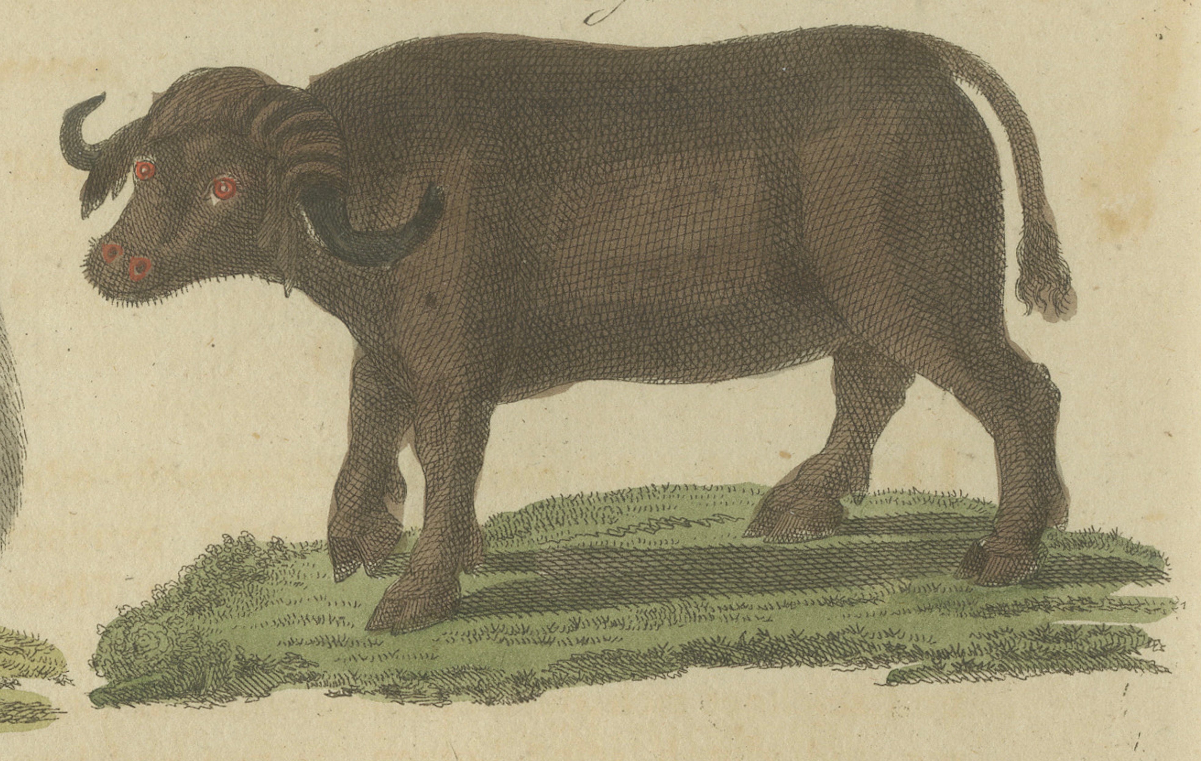 Antique Exotic Cattle, Yak & Buffalo Engraving – Bertuch, c. 1800