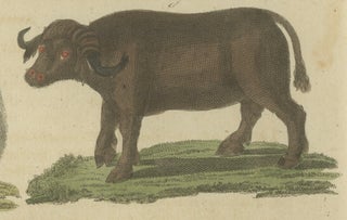 Antique Exotic Cattle, Yak & Buffalo Engraving, Bertuch, c. 1800, view 9