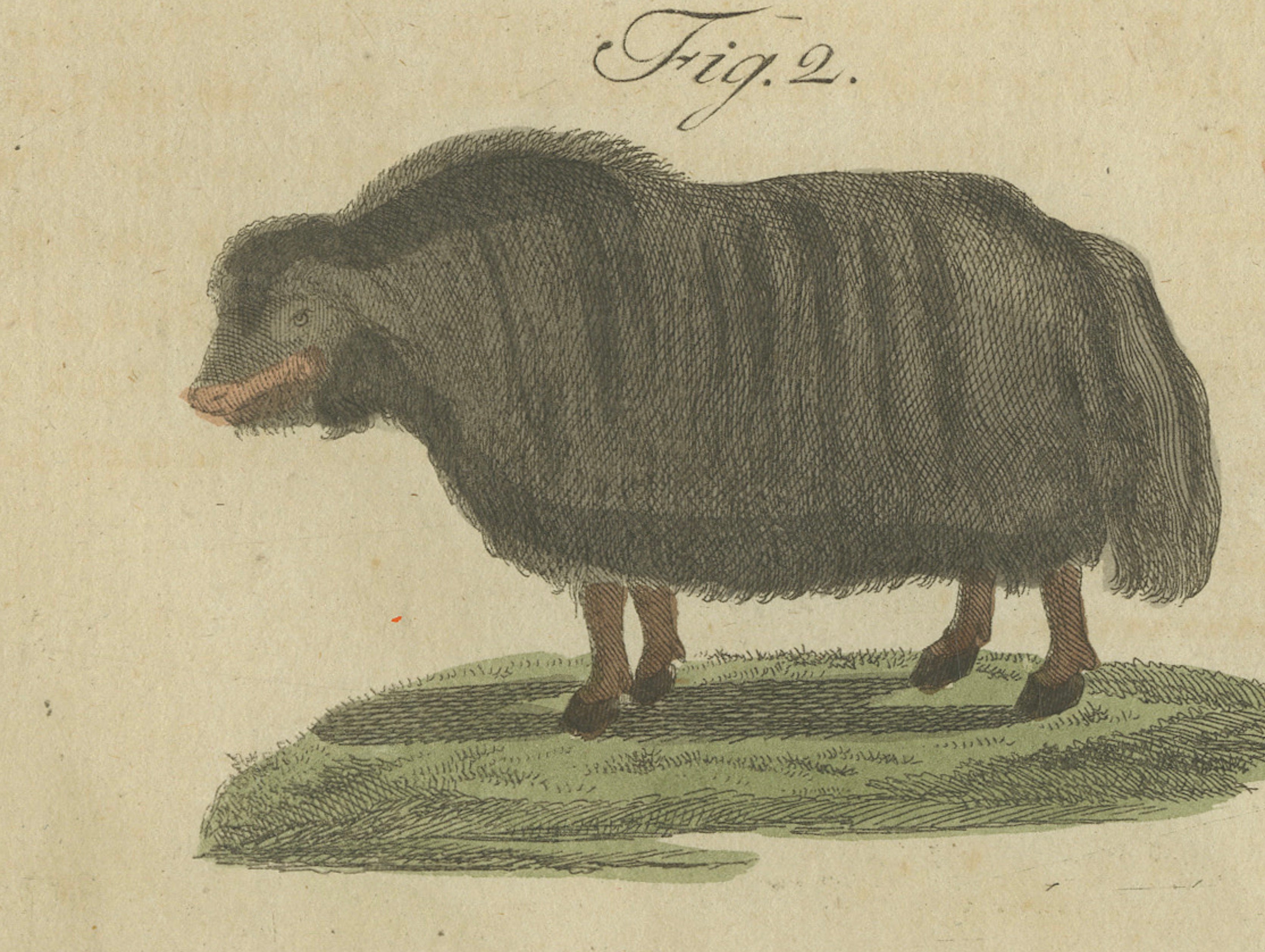 Antique Exotic Cattle, Yak & Buffalo Engraving – Bertuch, c. 1800