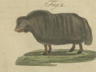 Antique Exotic Cattle, Yak & Buffalo Engraving, Bertuch, c. 1800, view 5