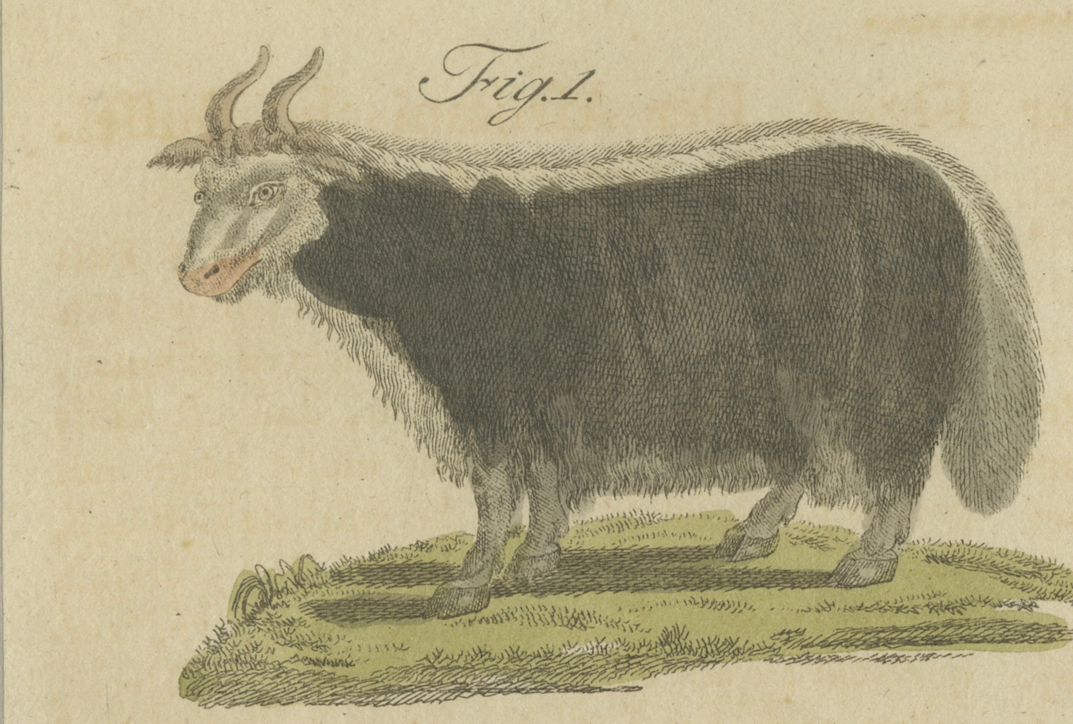 Antique Exotic Cattle, Yak & Buffalo Engraving – Bertuch, c. 1800