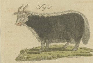 Antique Exotic Cattle, Yak & Buffalo Engraving, Bertuch, c. 1800, view 4
