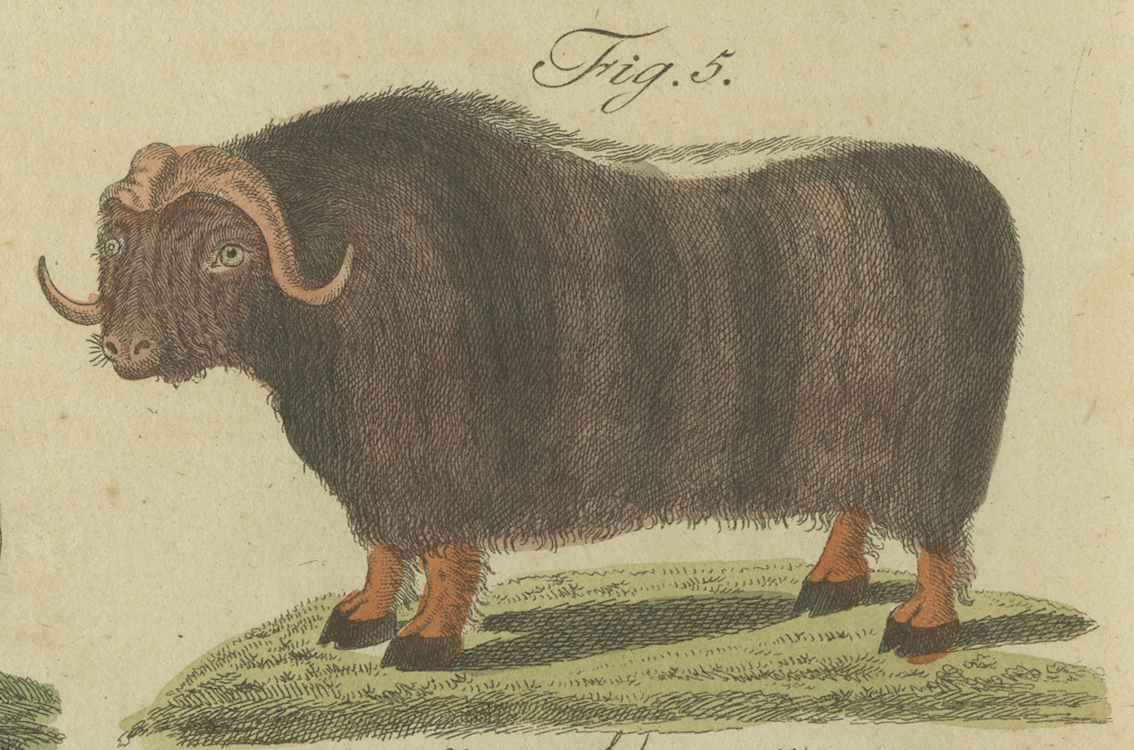 Antique Exotic Cattle, Yak & Buffalo Engraving – Bertuch, c. 1800