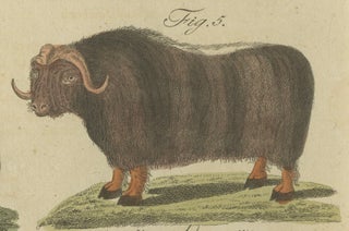 Antique Exotic Cattle, Yak & Buffalo Engraving, Bertuch, c. 1800, view 3